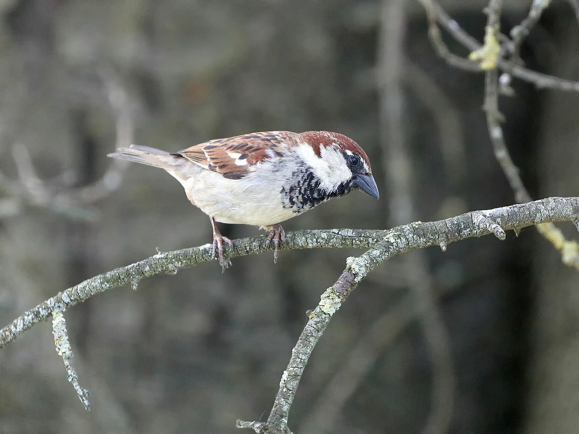 Passera d'Italia da dietro i vetri