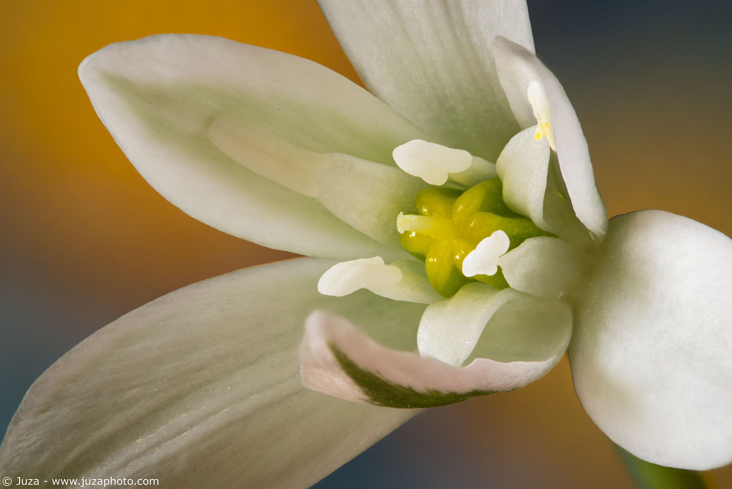 Ornithogalum umbellatum