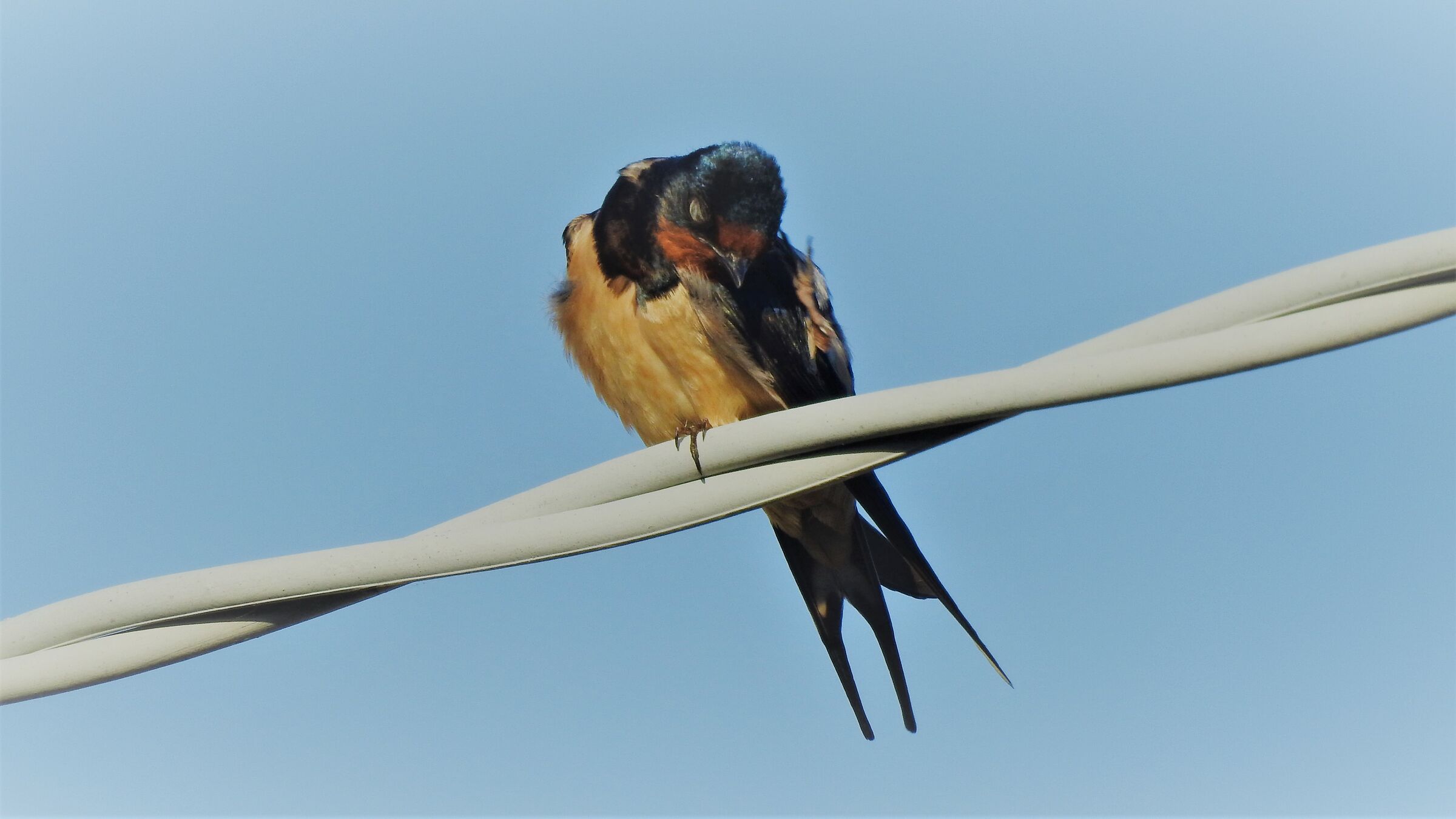 sono tornate le rondini