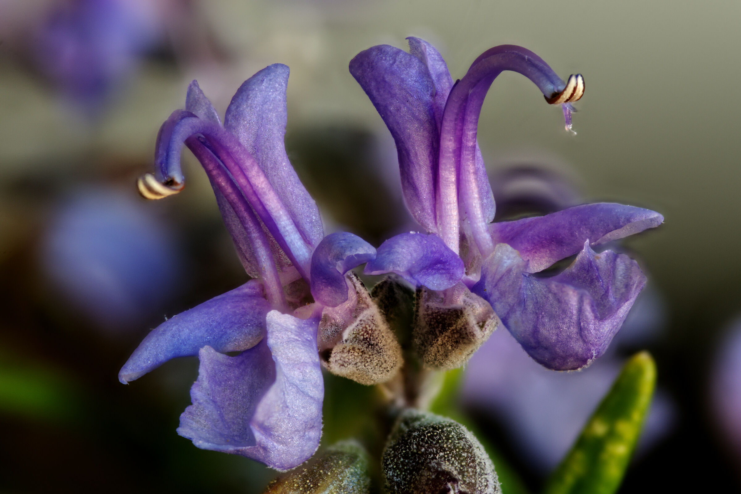 Rosmarinus officinalis