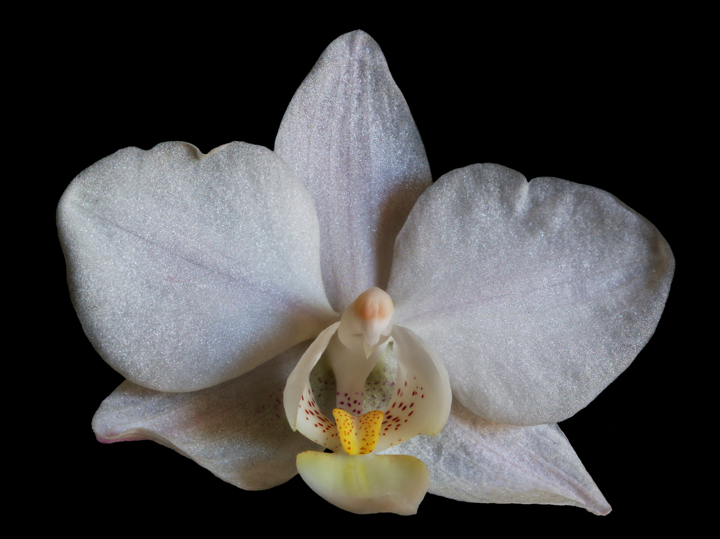 White Phalaenopsis