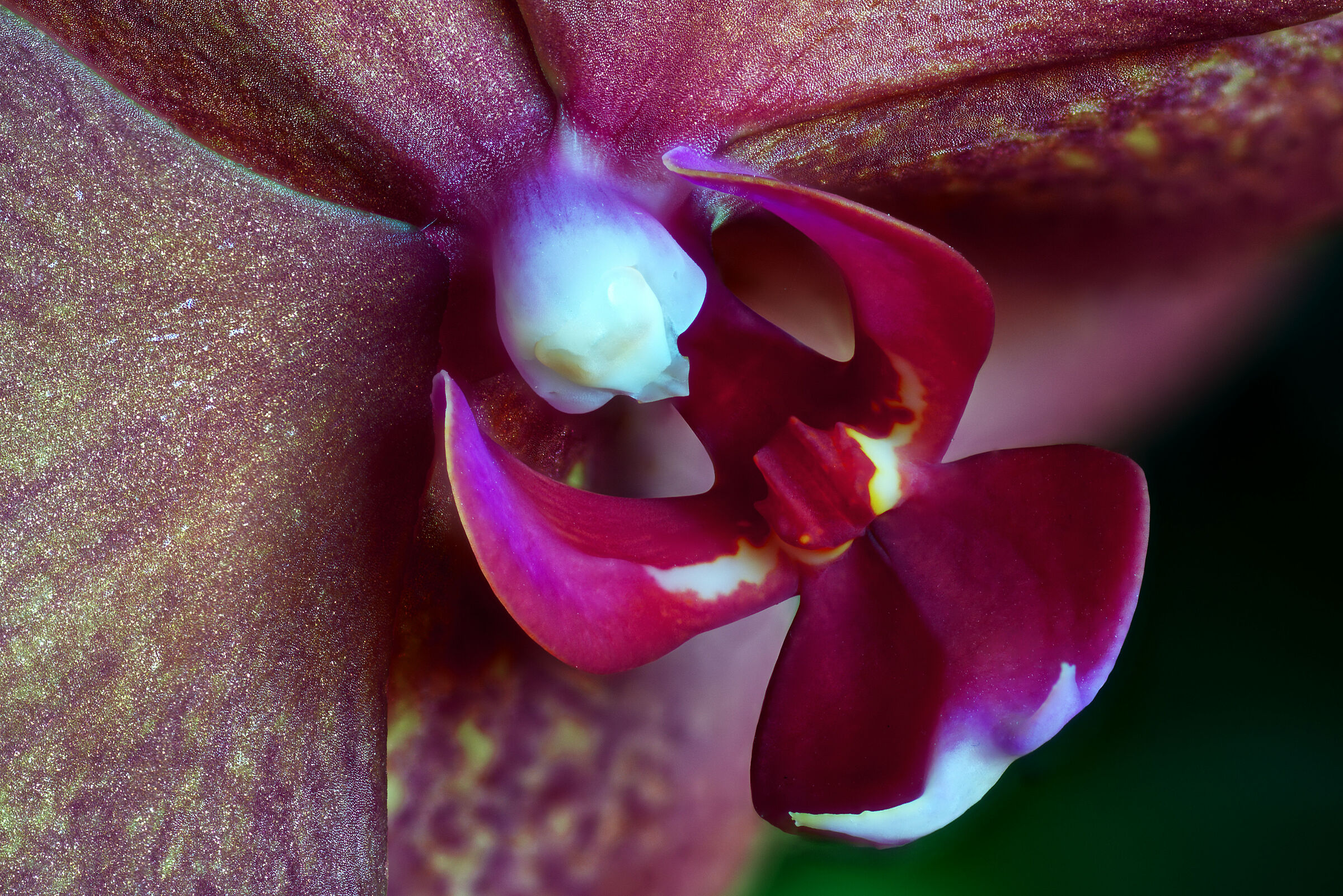 Phalaenopsis (particolare)