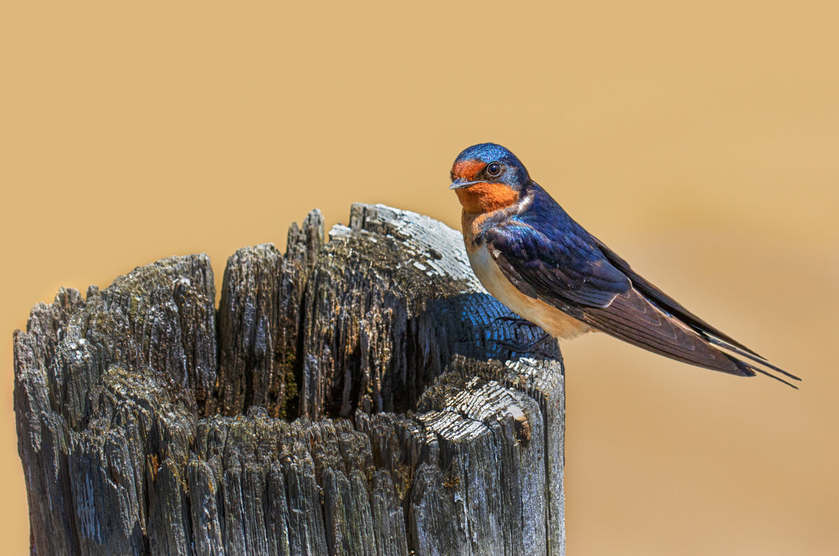 Barn Swallow