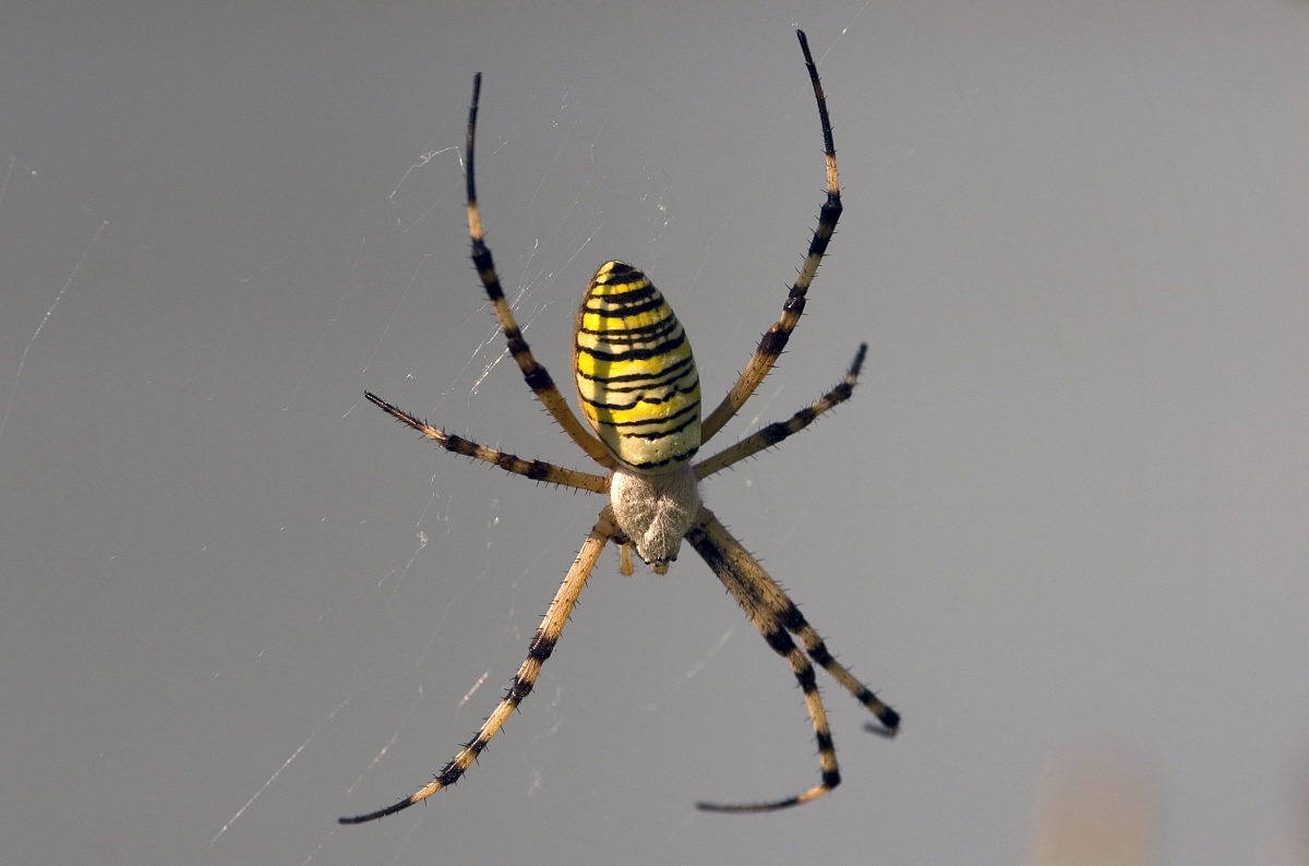 Argiope