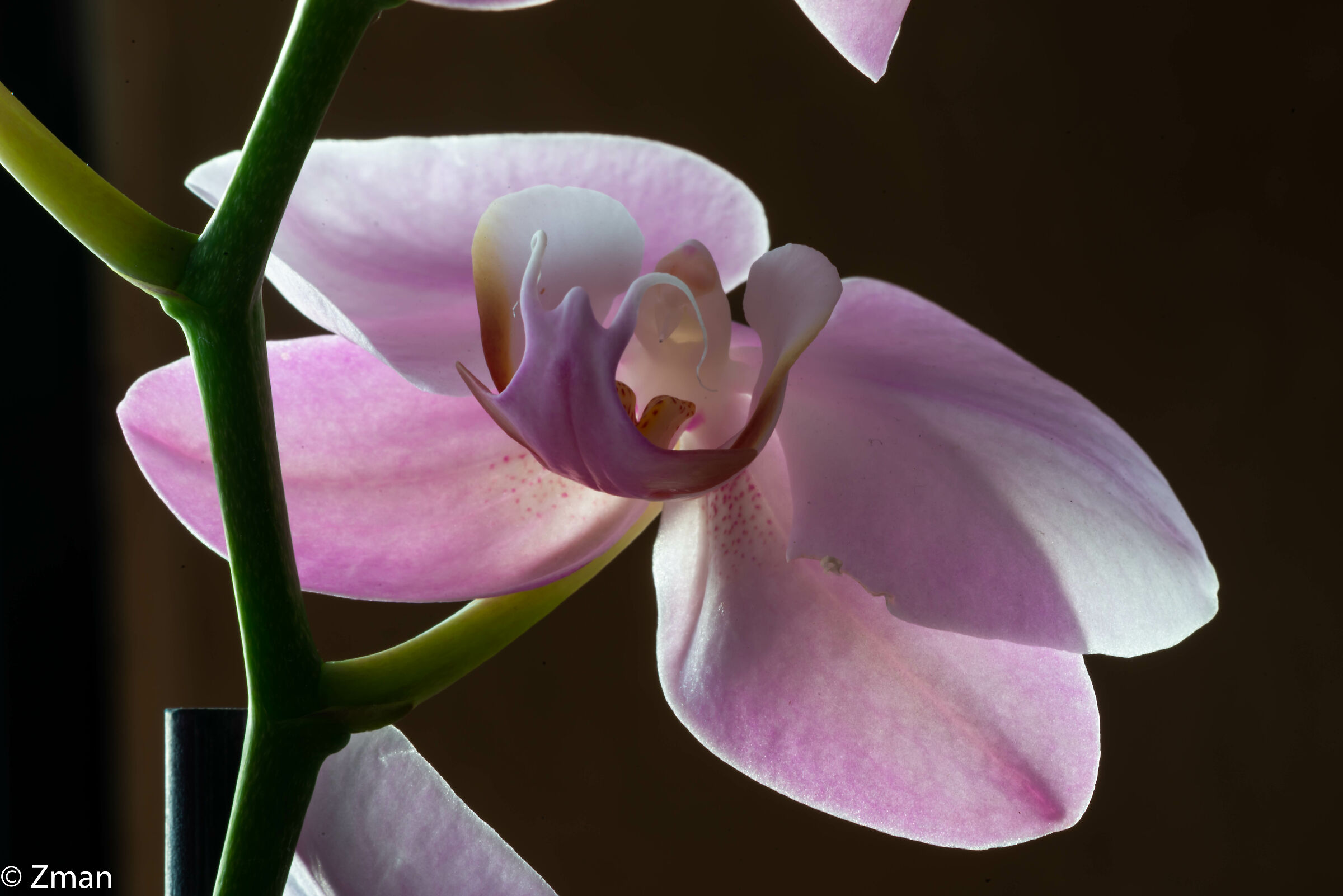 Pink Orchid