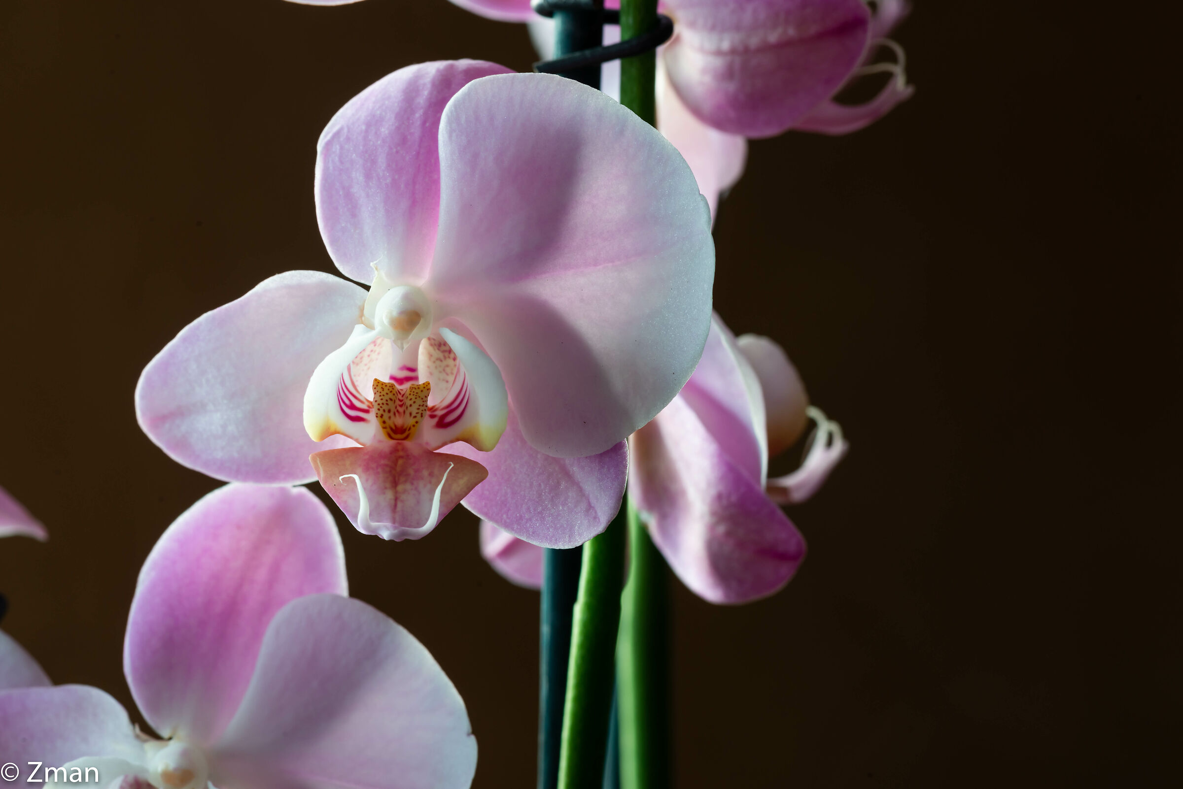 Pink Orchid