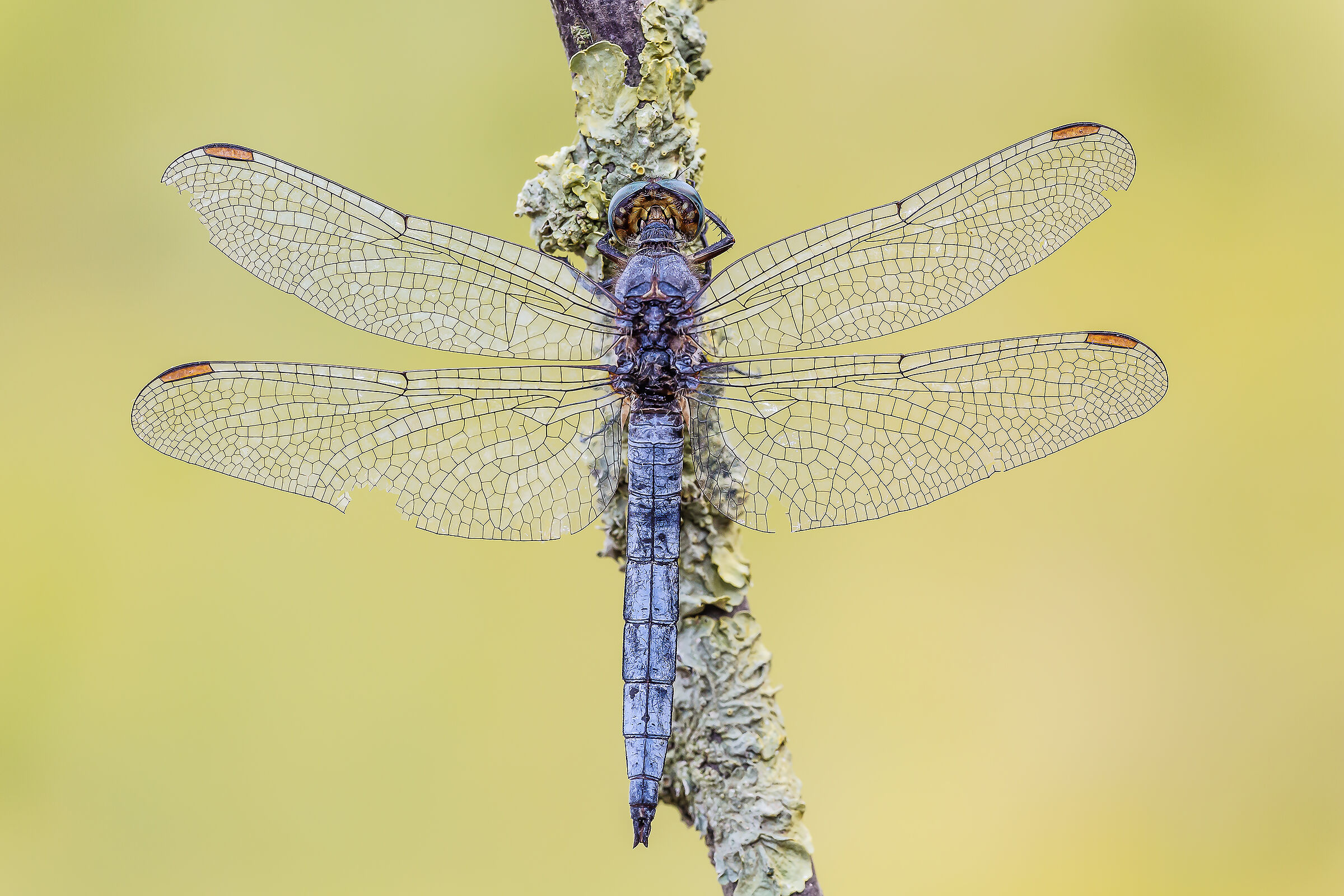 Orthetrum coerulescens