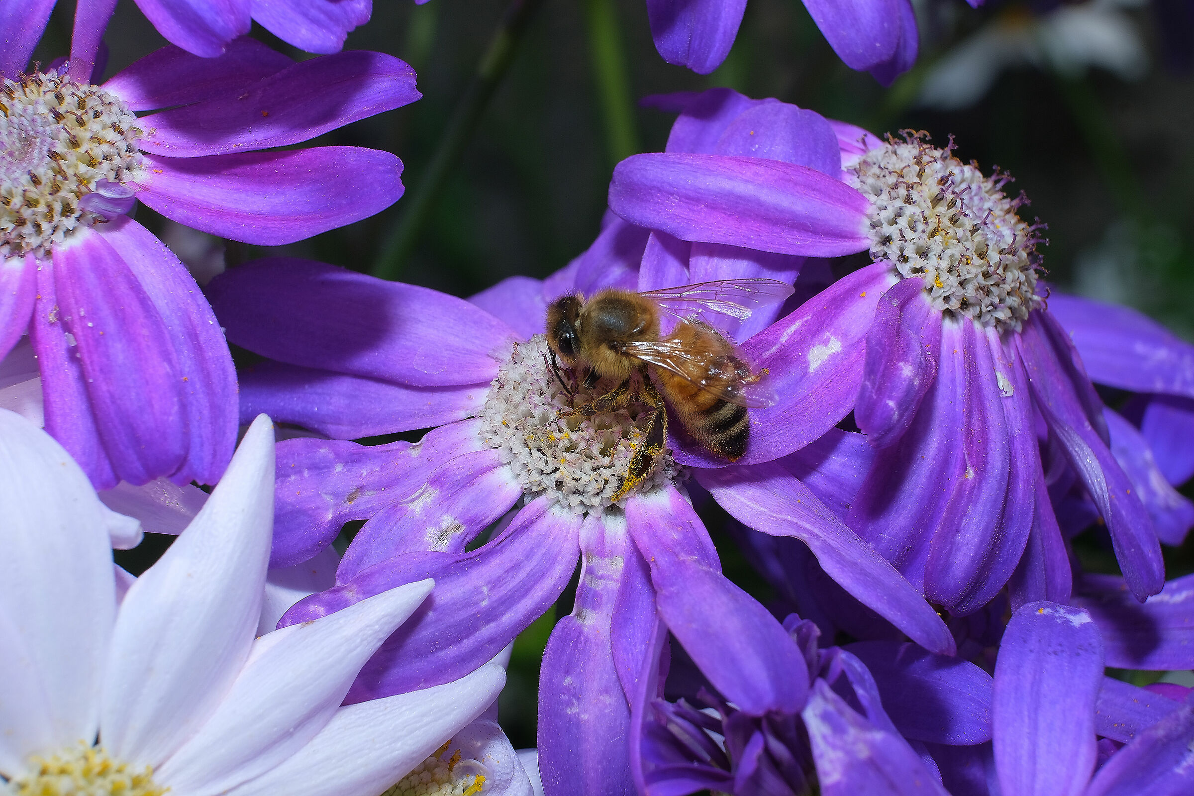 50mmf2 a f13  + tubo prolunga mcex-16 fuji