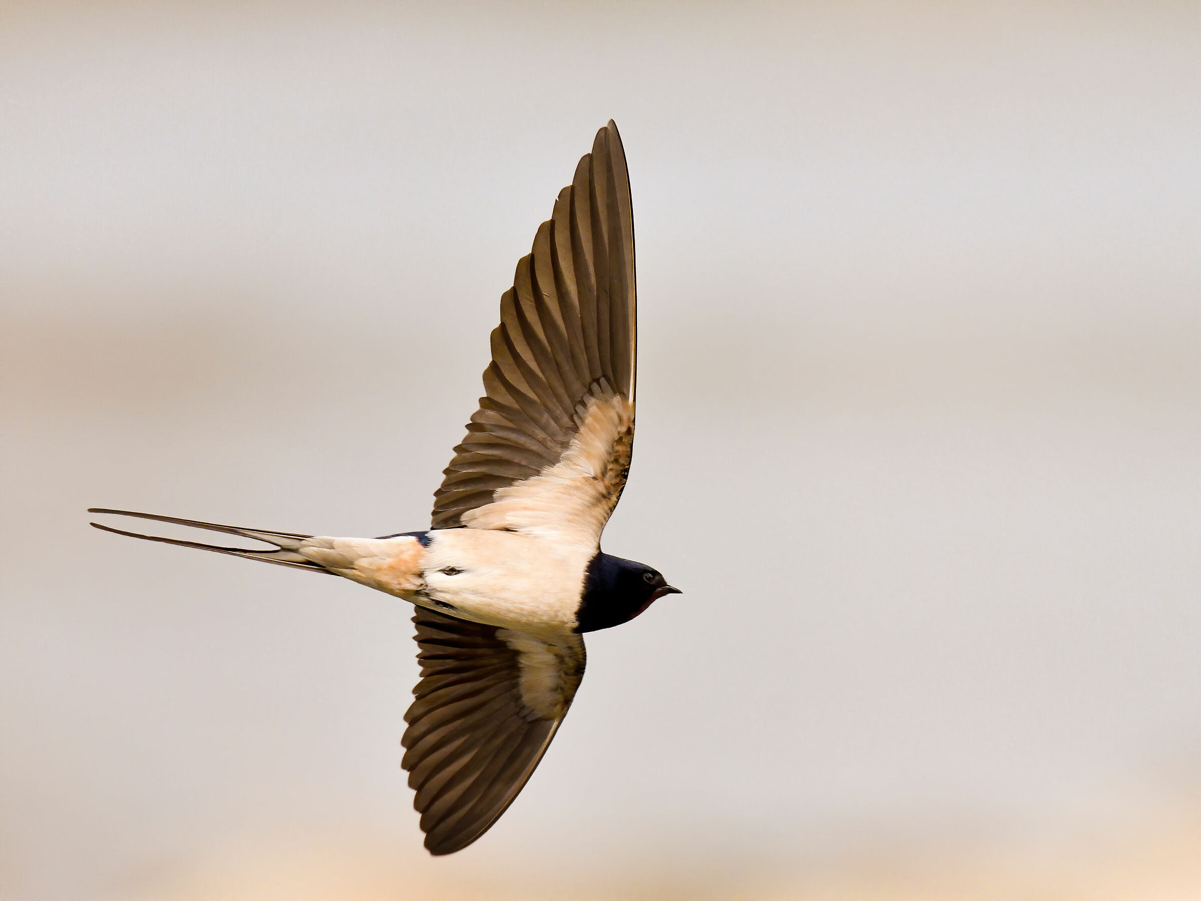 Swallows in narrow tack. (Hirundo Rustica)