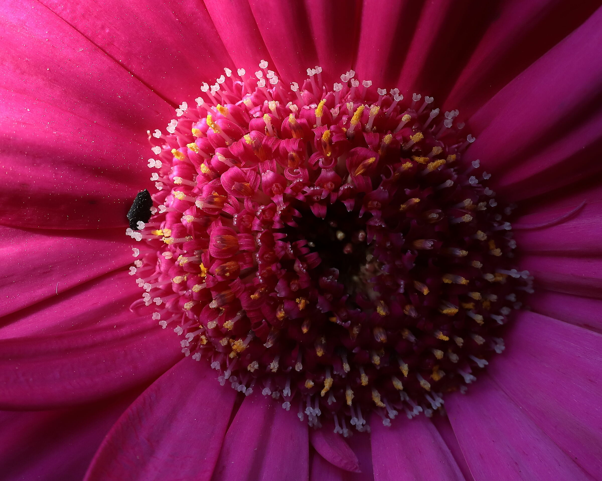 il capolino della gerbera