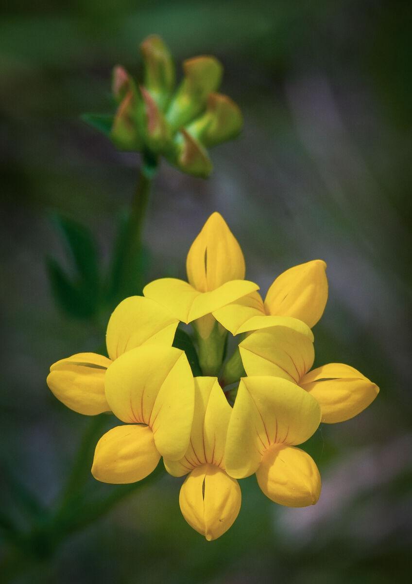 Birdfoot Trefoil.