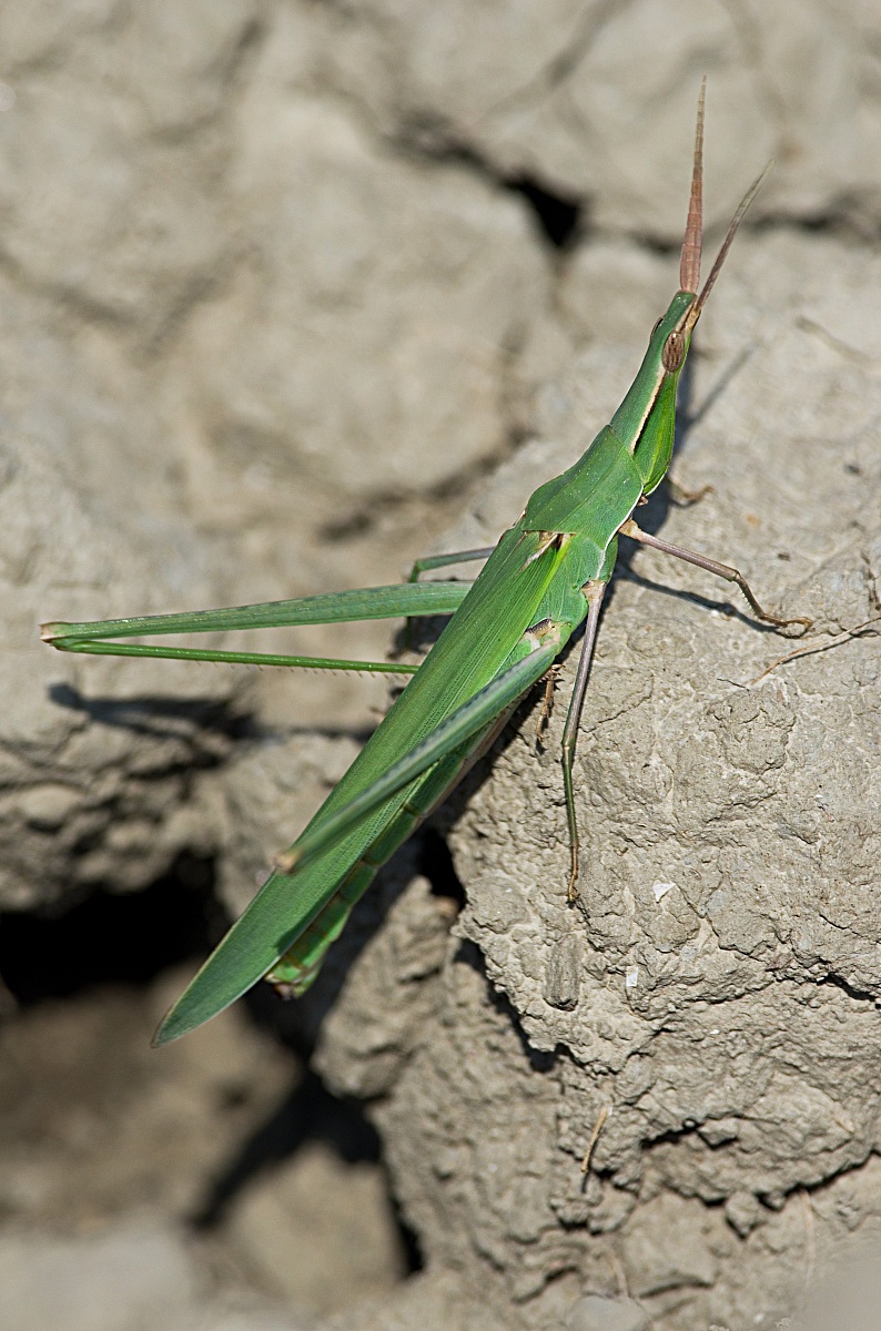 Acrida Hungarian Mediterranean