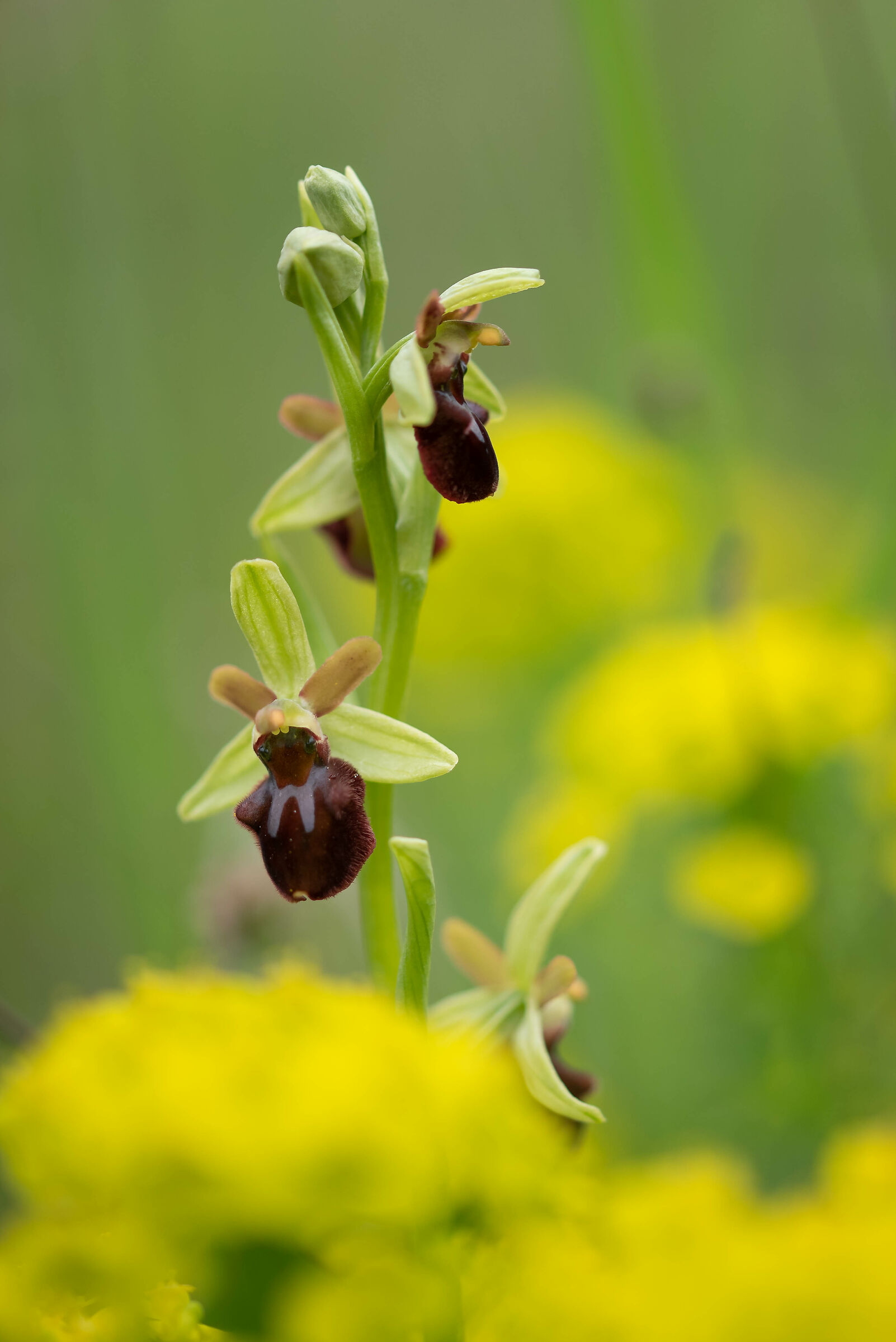 Orchidea