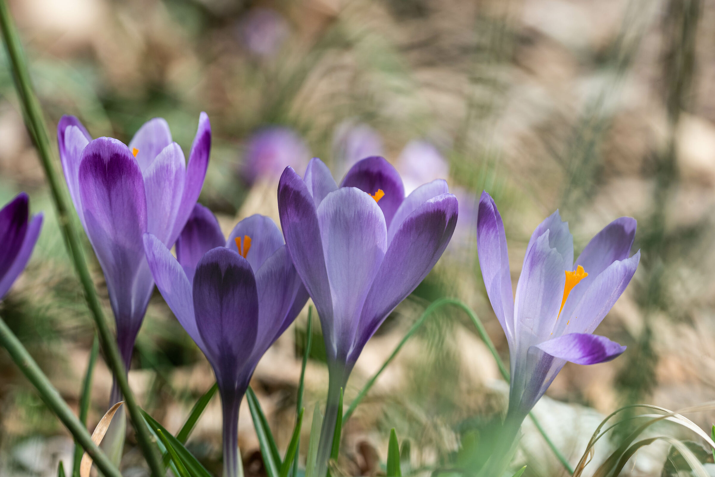 Crocus