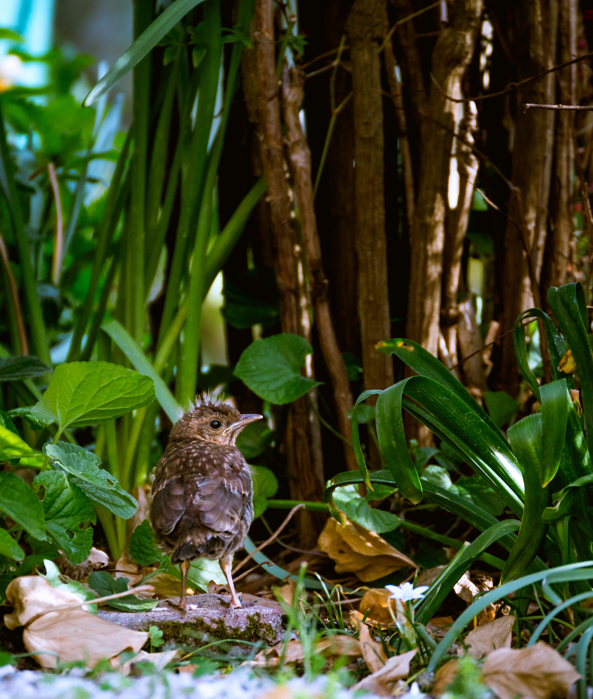 Piccoli Esploratori Crescono