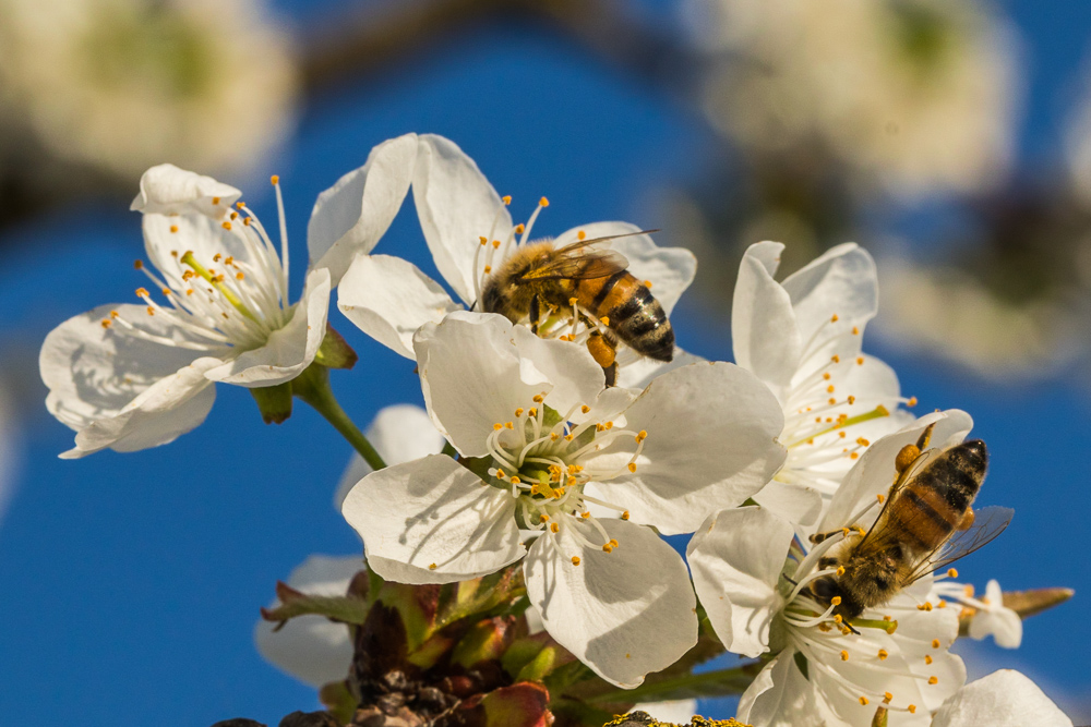 riparte la rumba.....