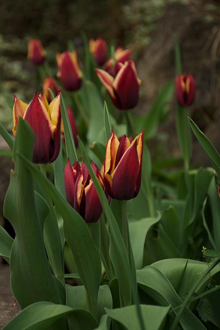 The beauty of tulips