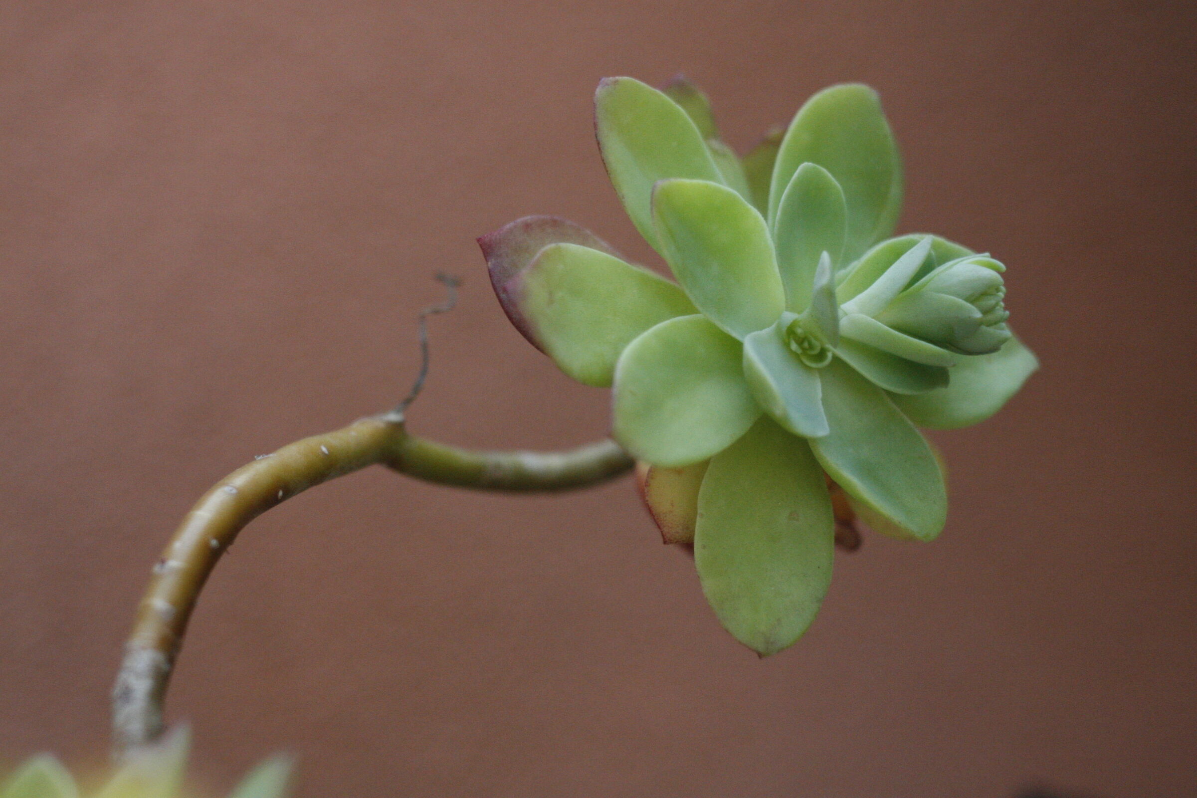 Petalo pianta grassa