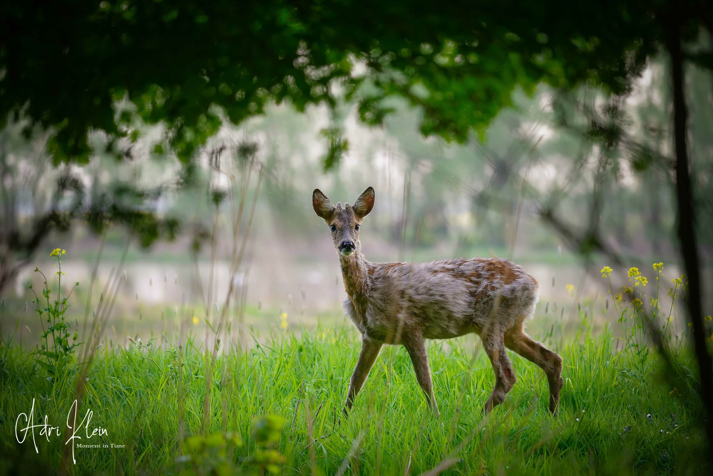 Roe male youngster