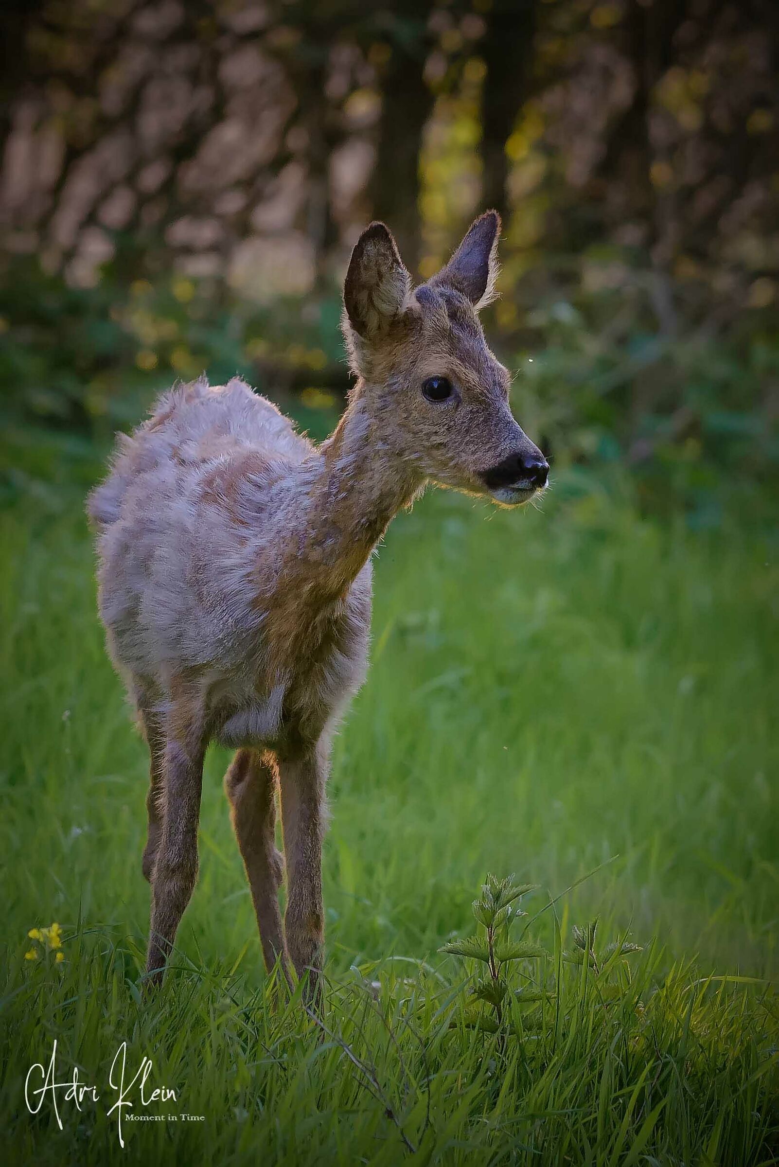 Roe male