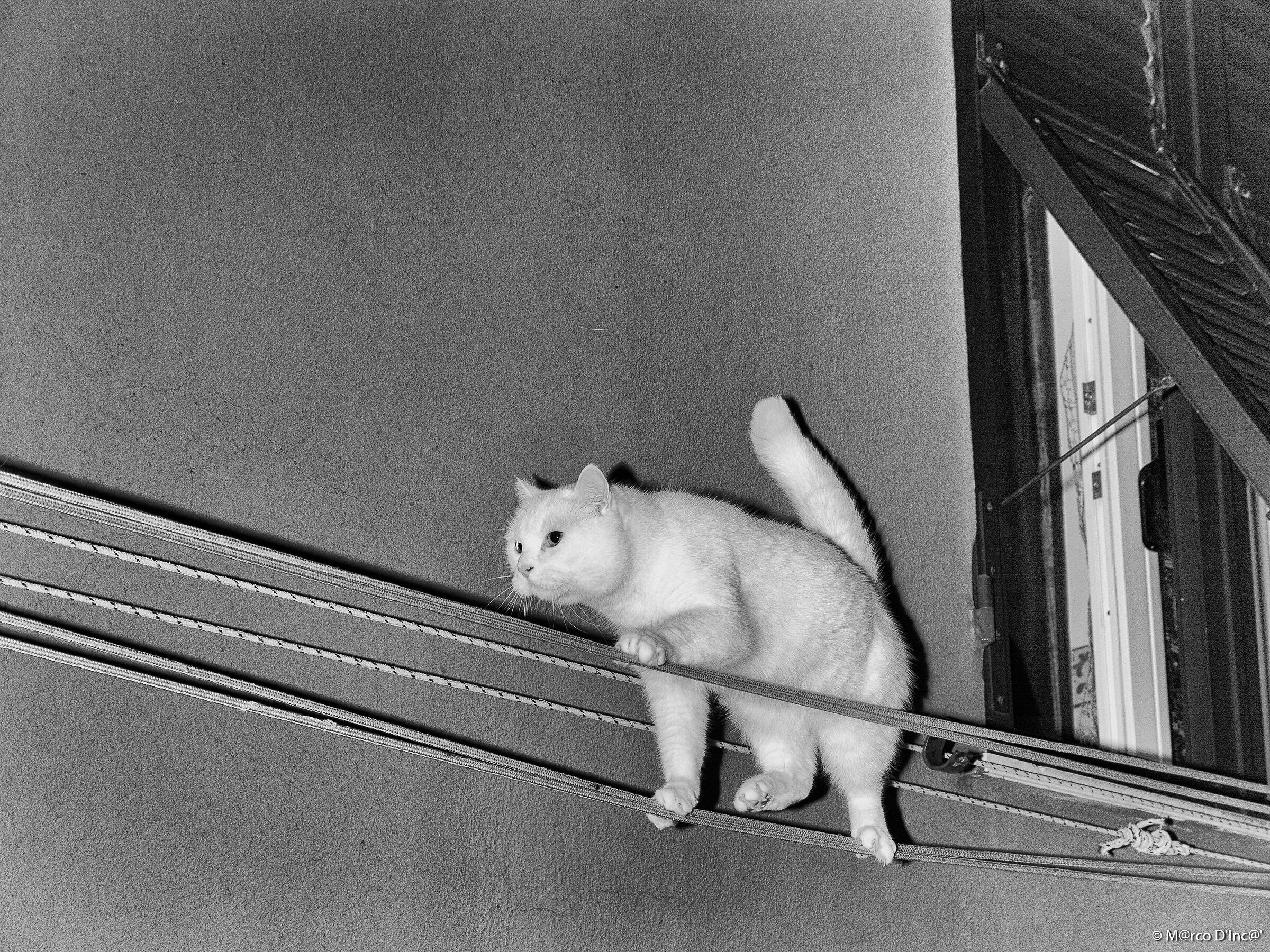 tightrope cat walker