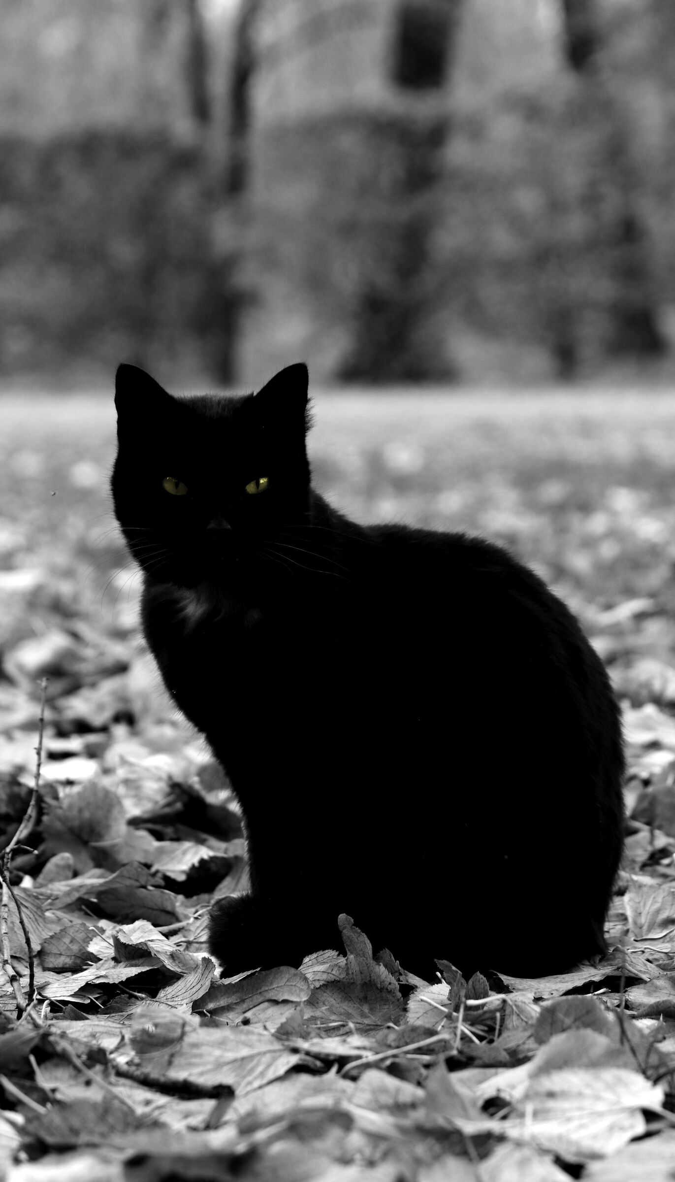 Black Cat