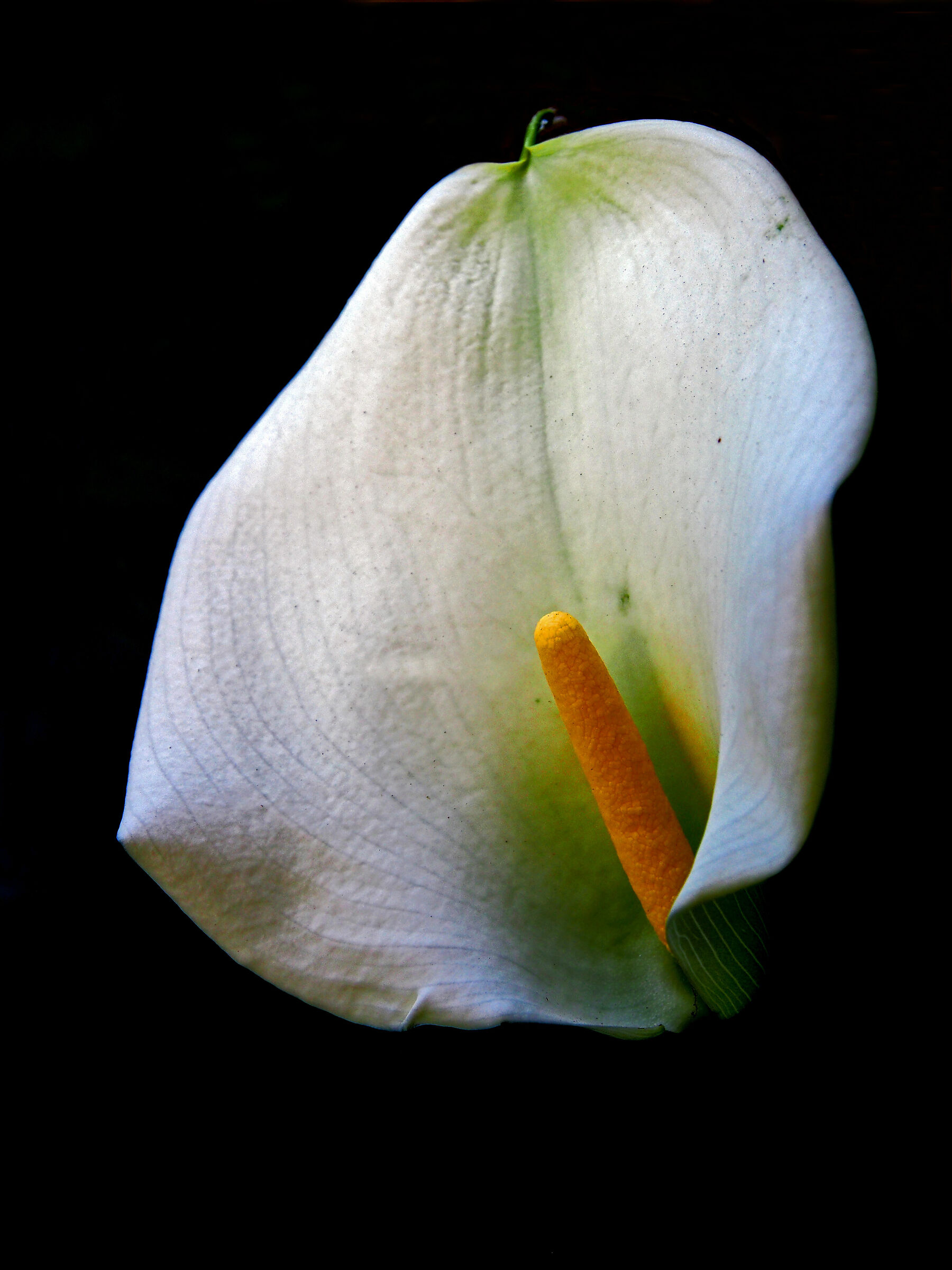 Calla