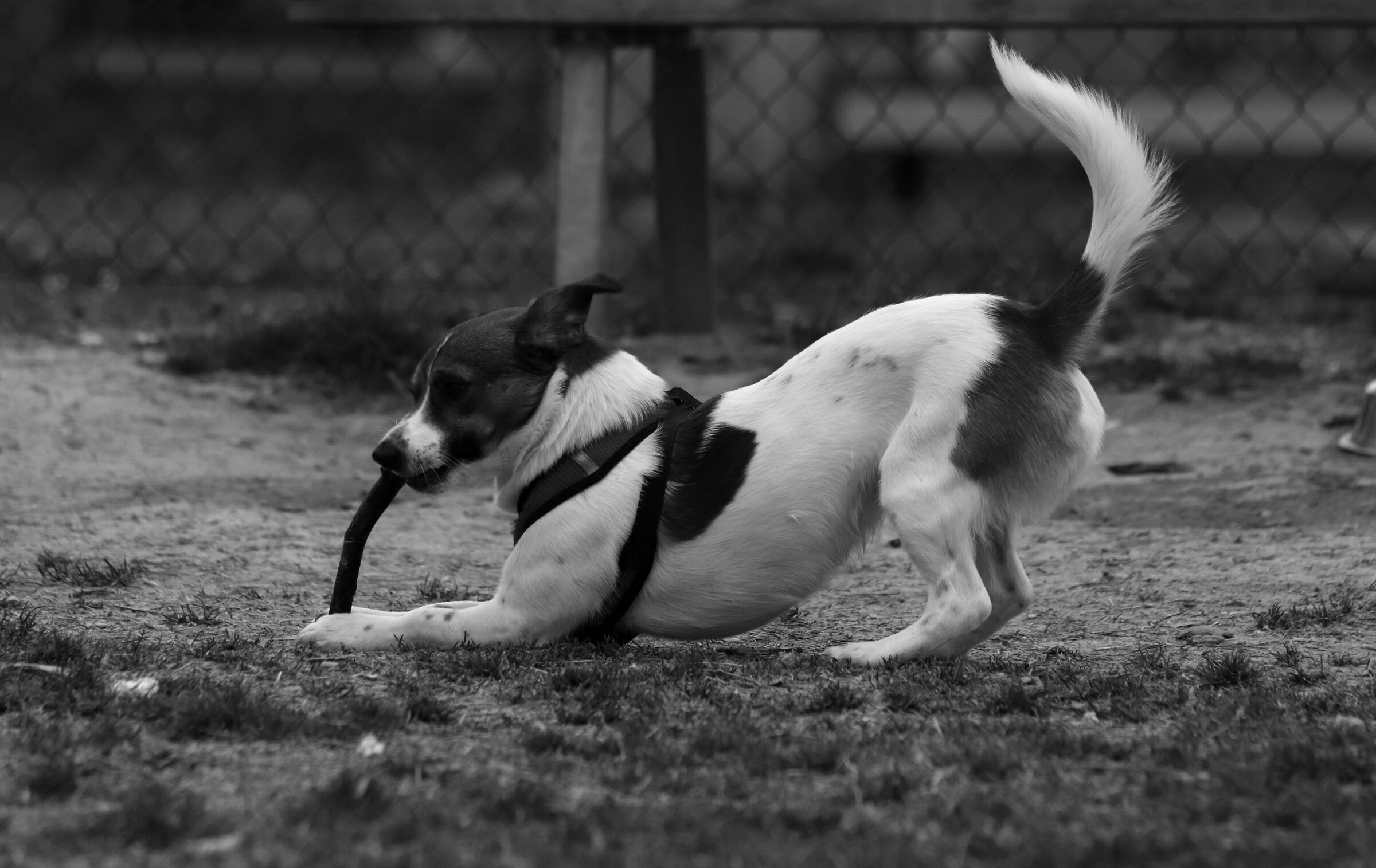 Galileo life by stick