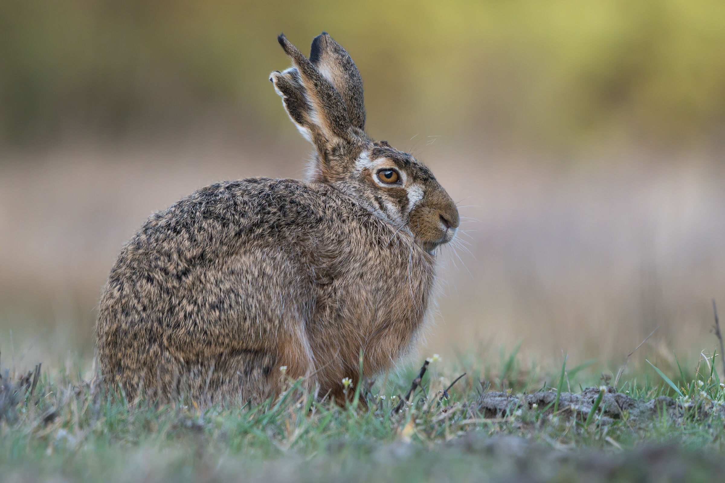 Lepre marrone (Lepus europaeus)