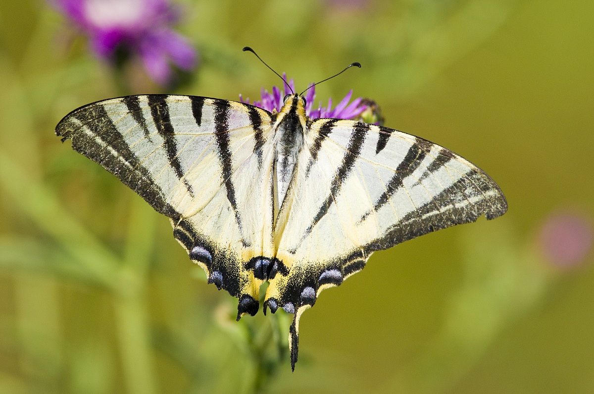 Iphiclides Podalirius