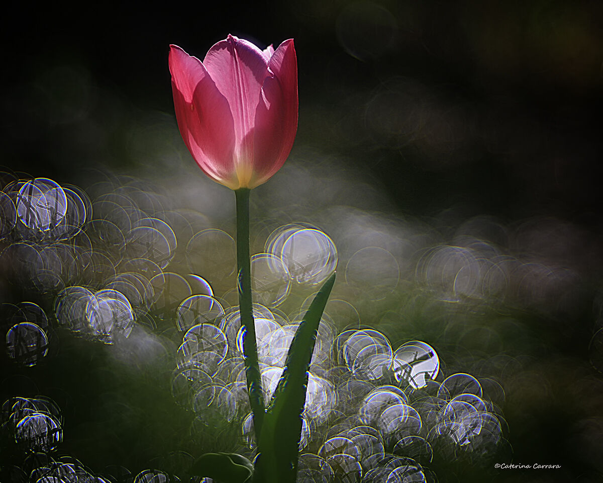 The first tulip in my garden
