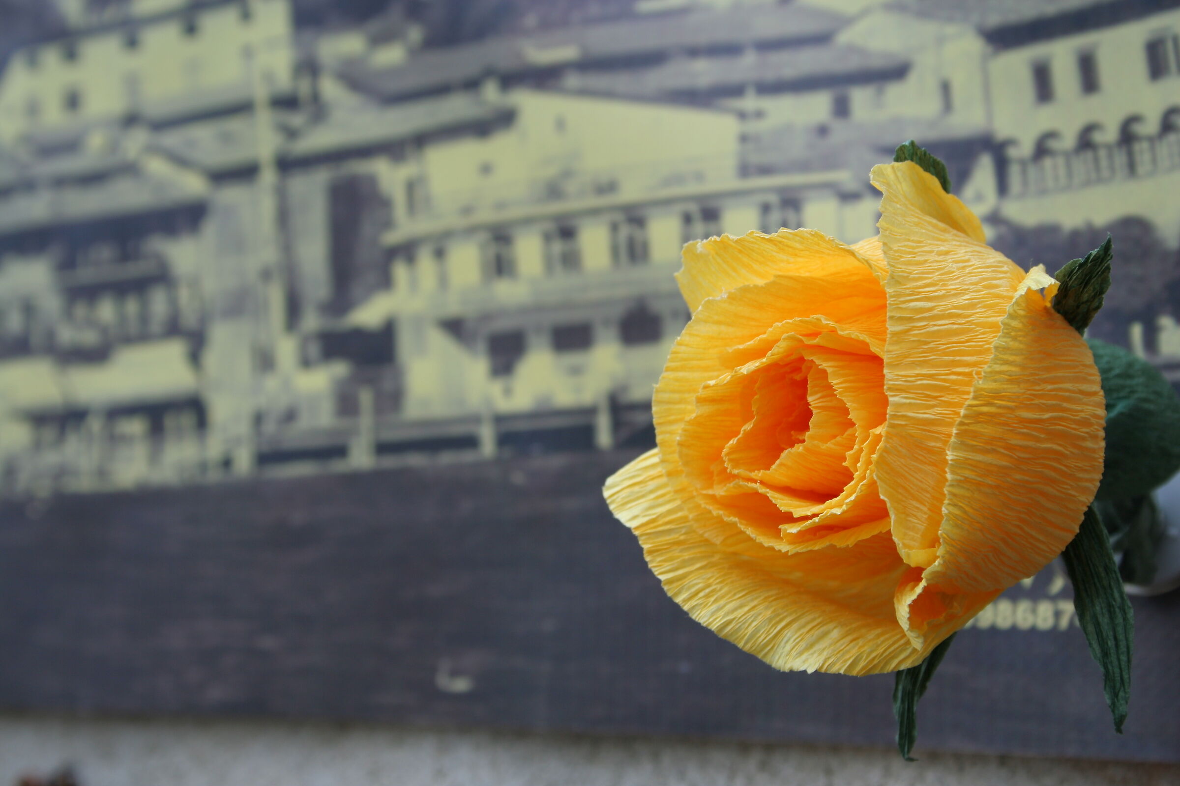 yellow rose