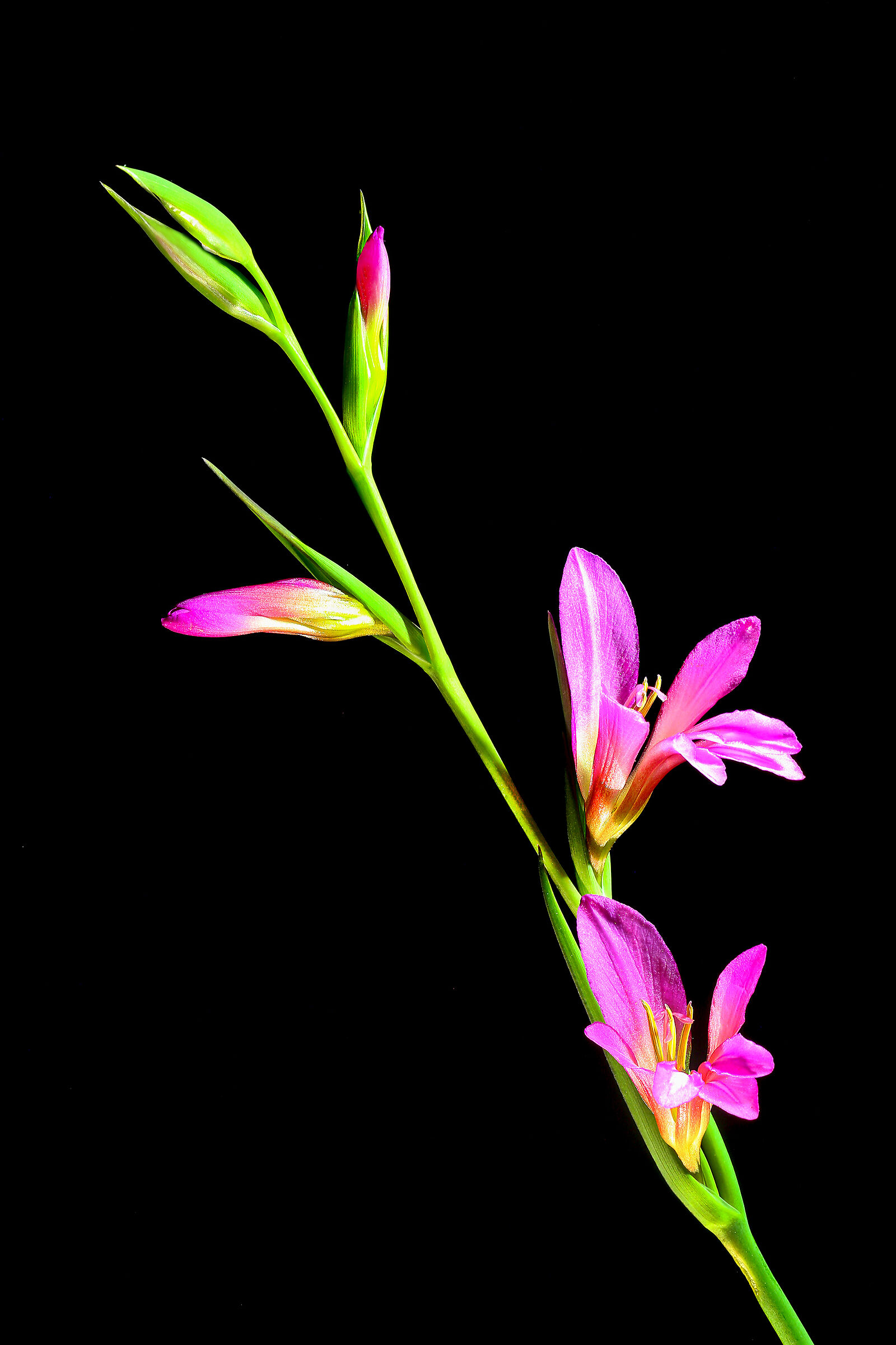 Gladiolus Italicus Red Lily