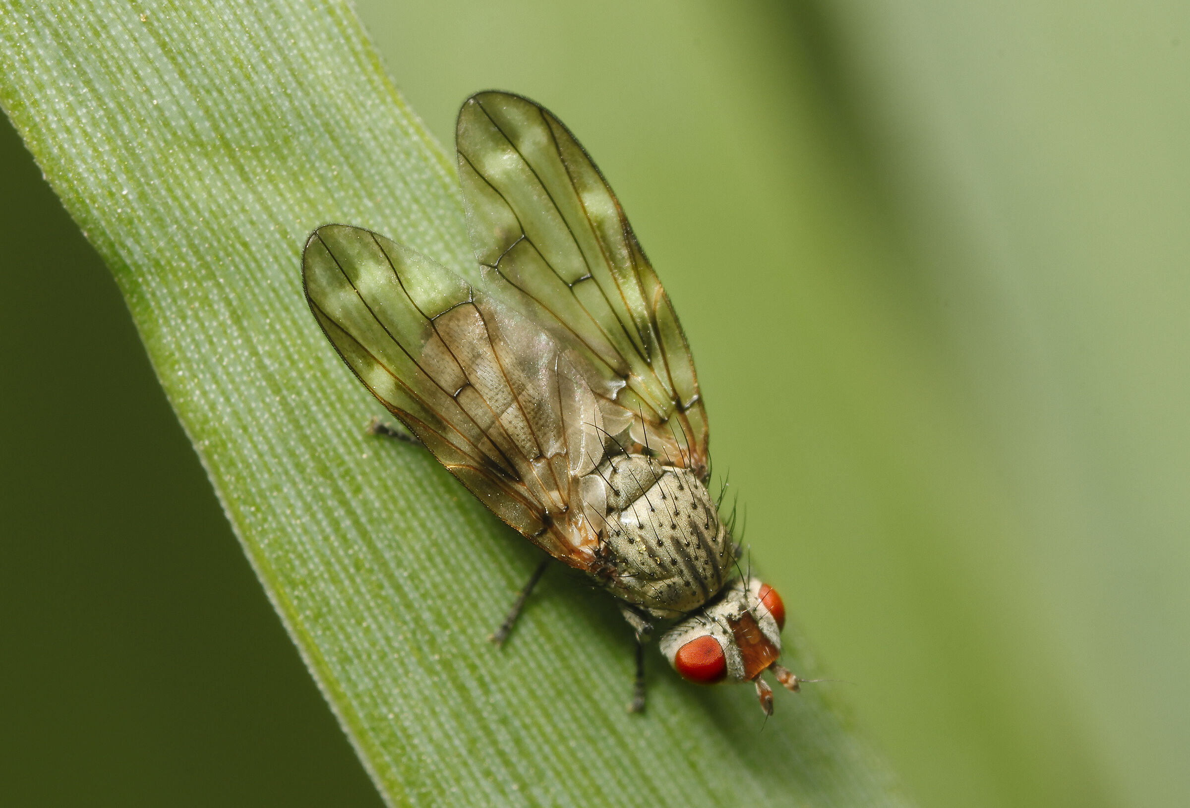 otites guttata fam. Ulidiidae