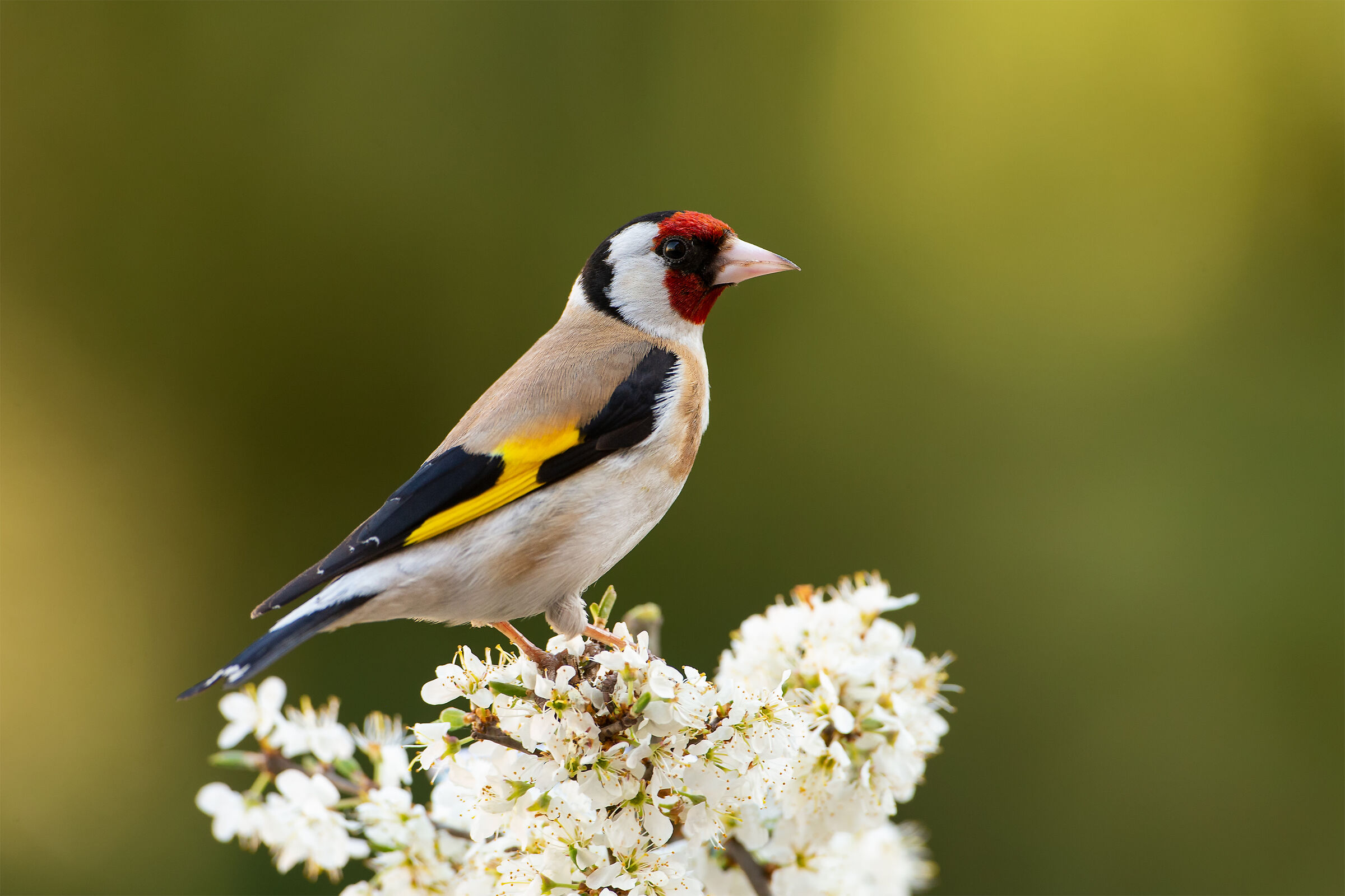 Carduelis carduelis (European goldfinch)