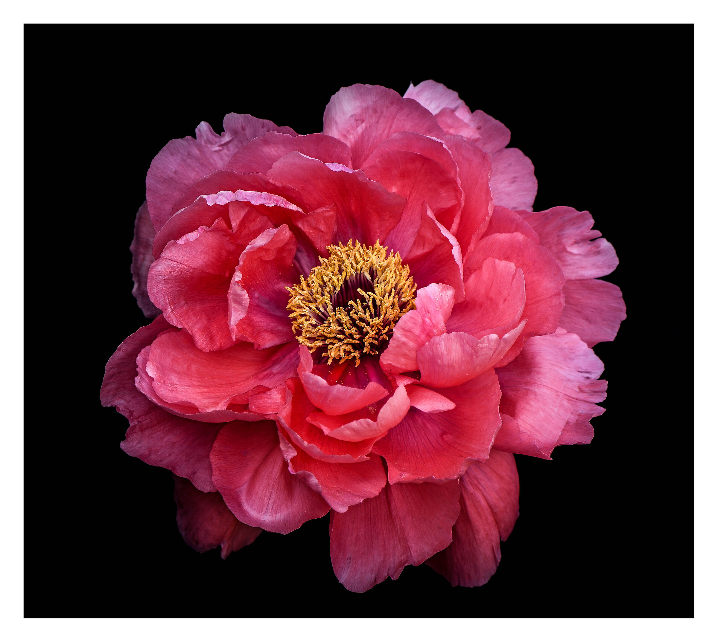 Arbustiva Peonia.