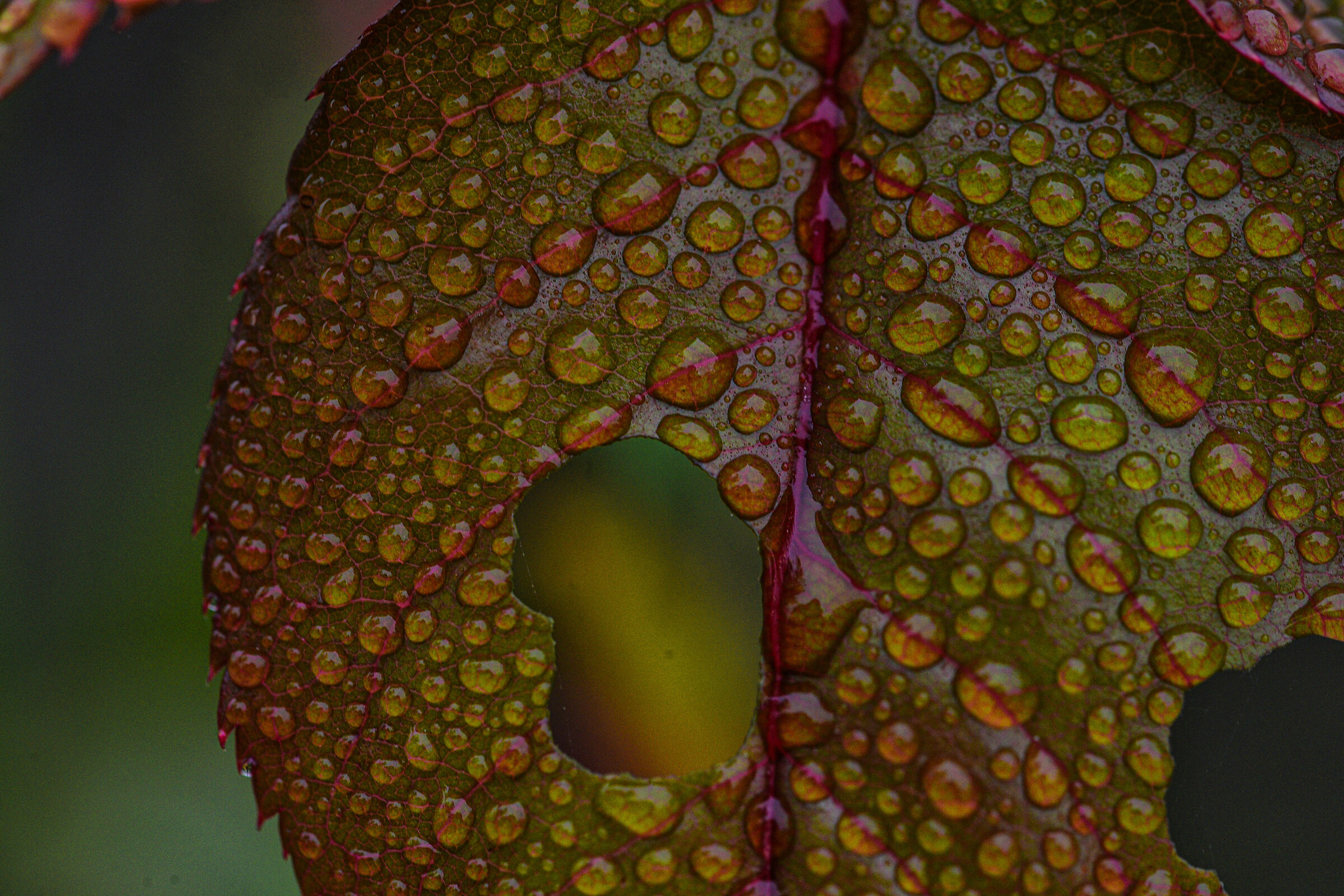 Donarsi per un Cuore