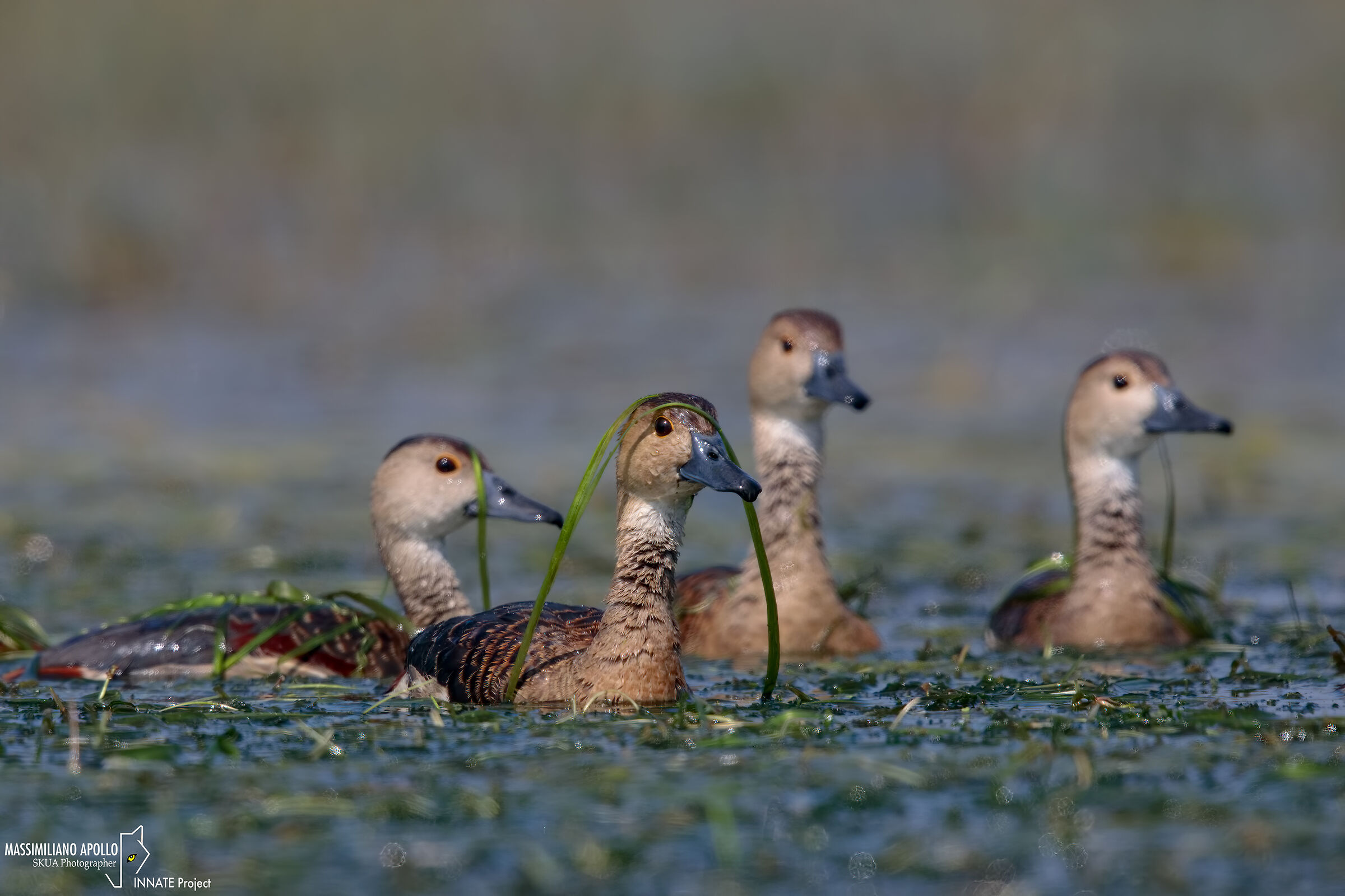 Indian whistling ducks.