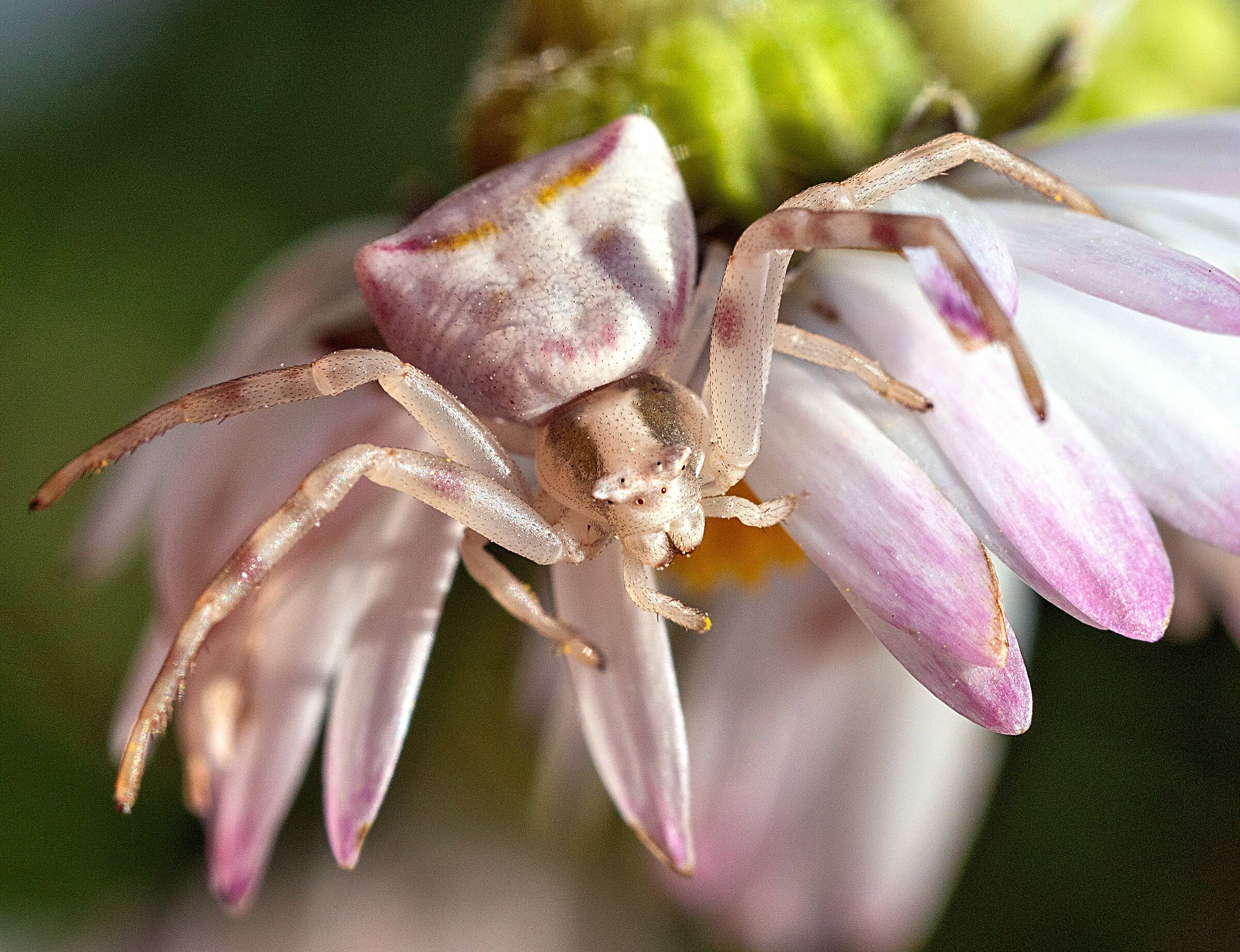 Ragno granchio su Bellis perennis