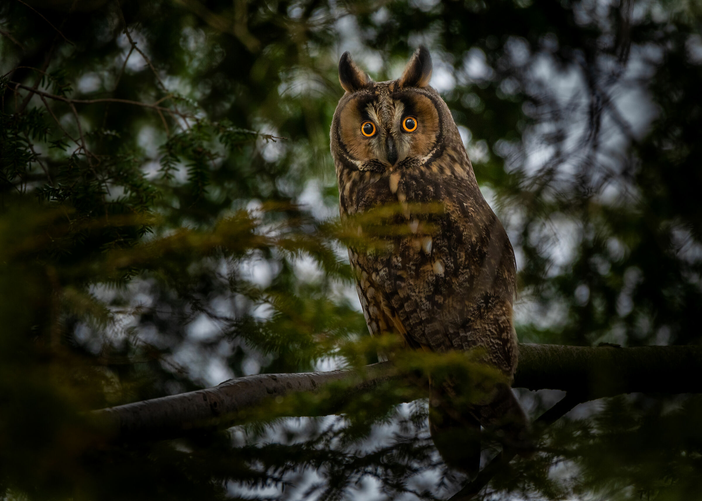 Long-eared Owl