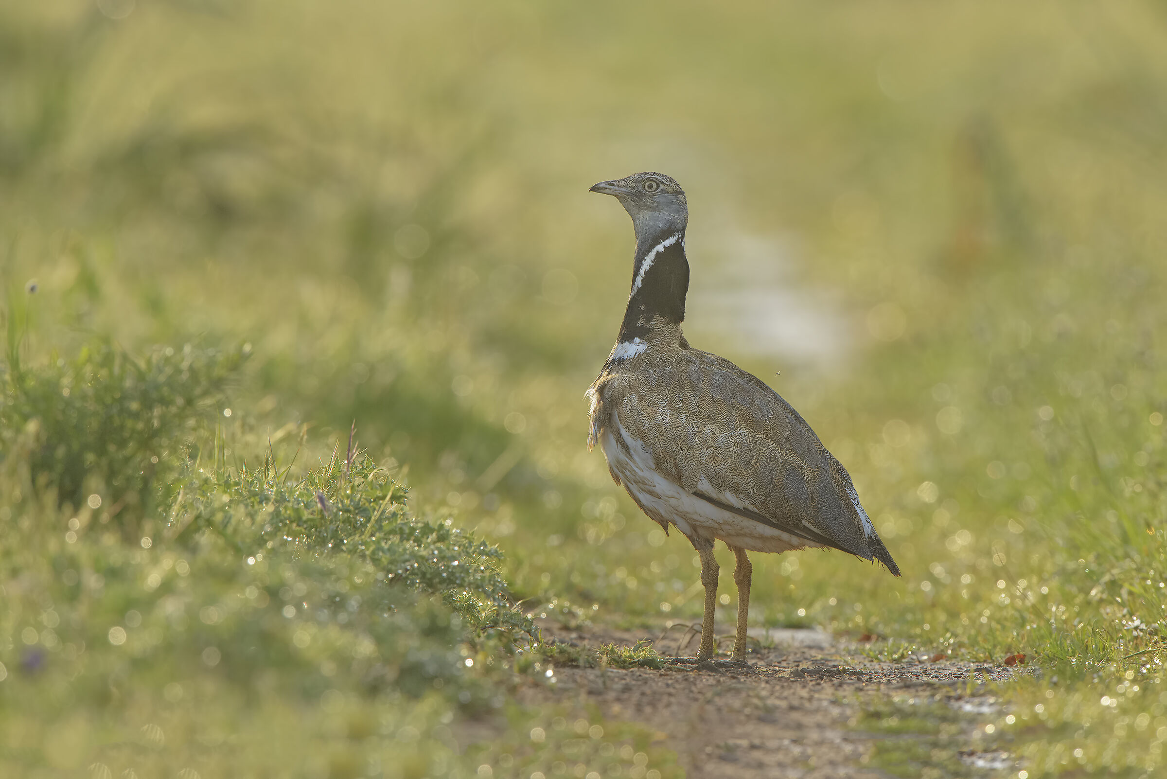 maschio di gallina prataiola