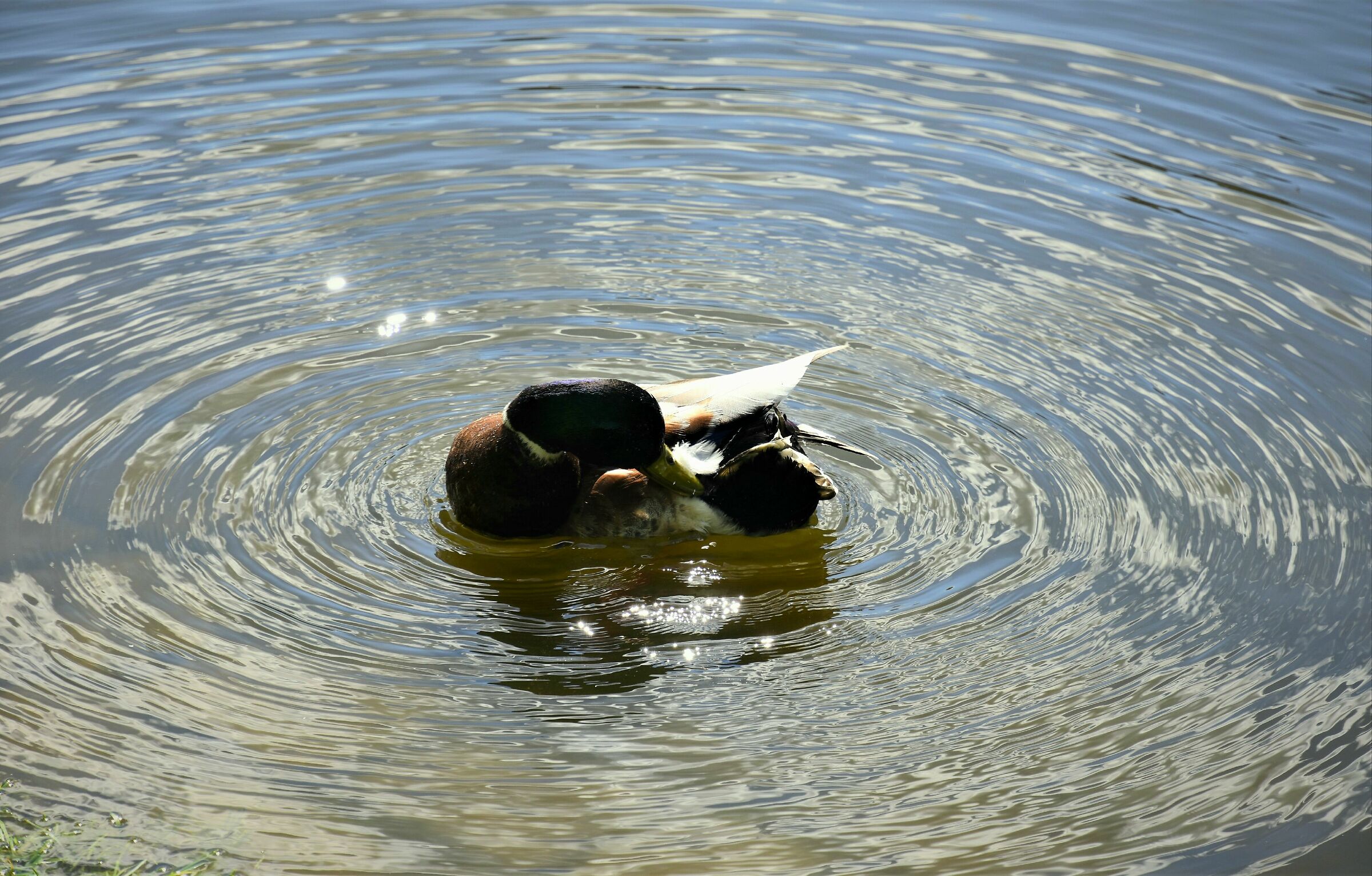 Puliamo il mondo  in modo efficace!!