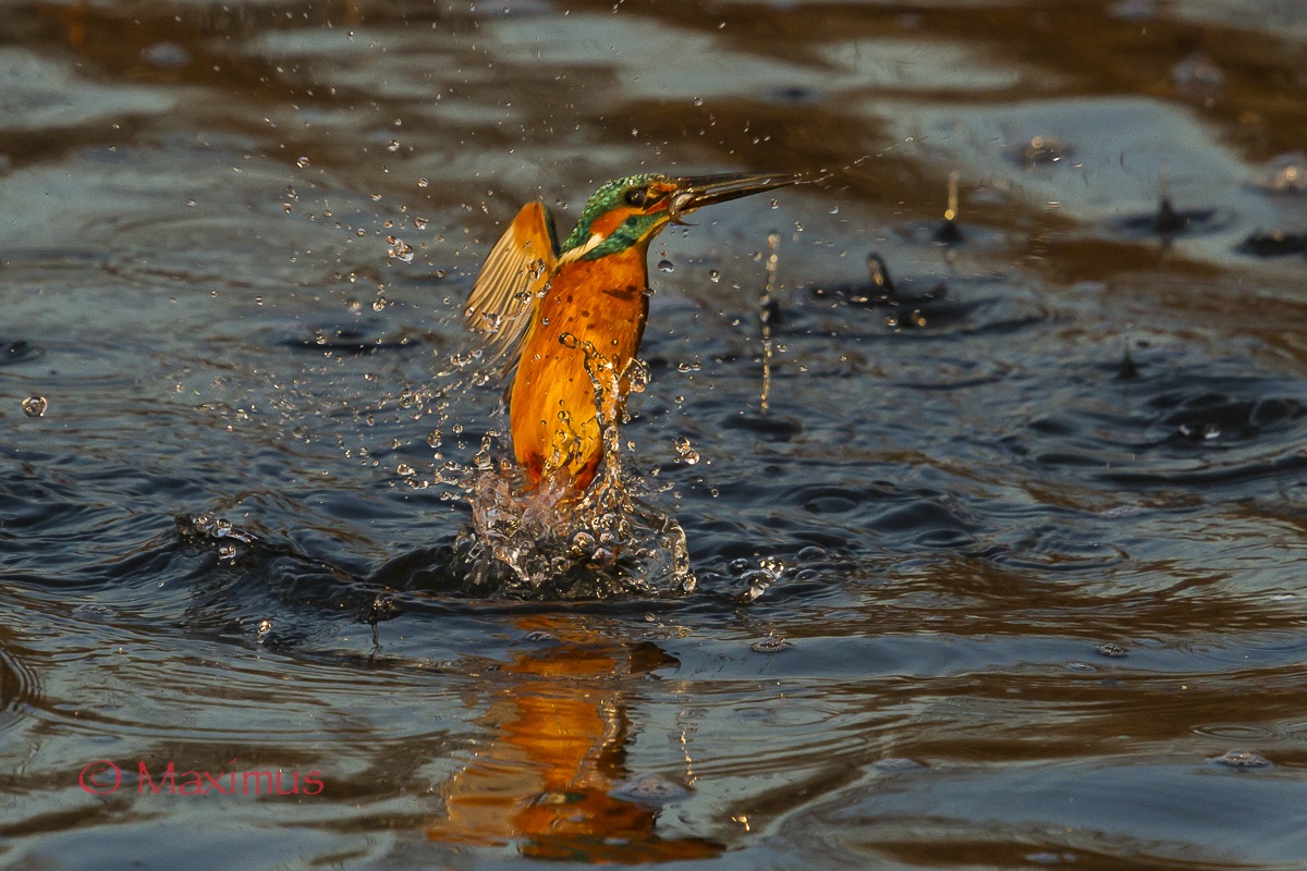 ... riemersione dell'apneista con la preda ..
