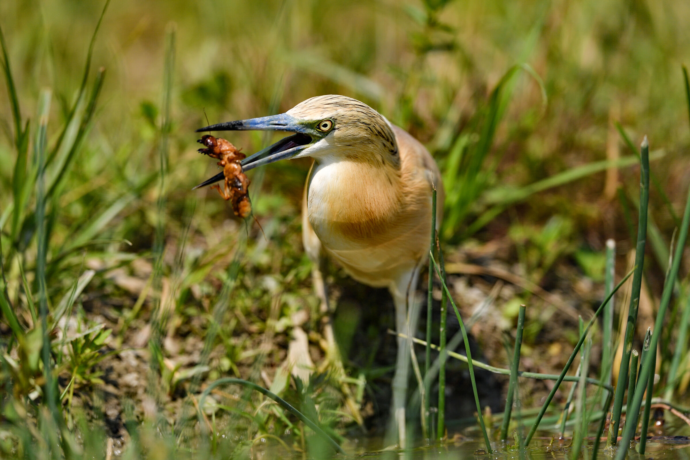 flamboyant with crickettalpa