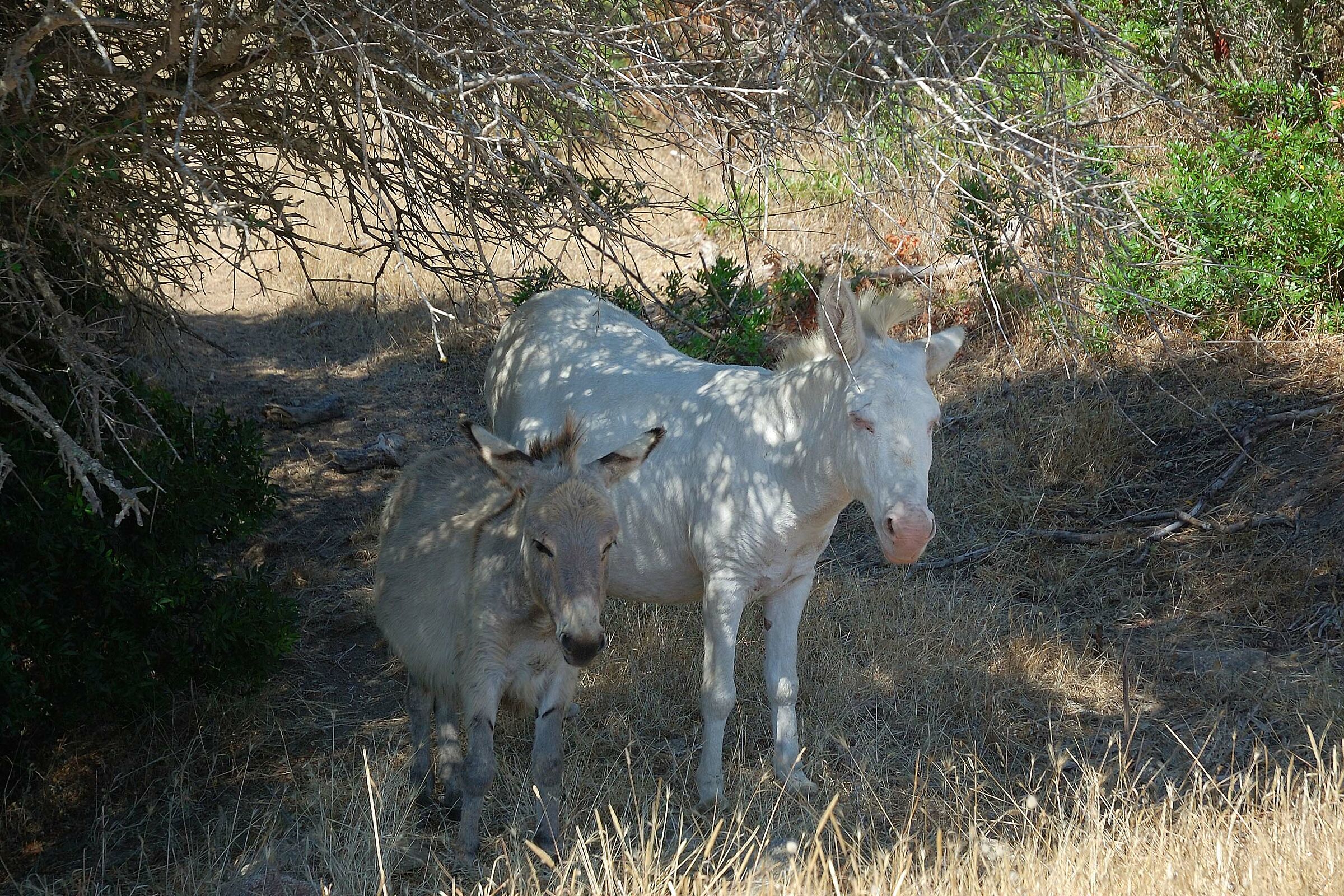 sheltered from the summer heat
