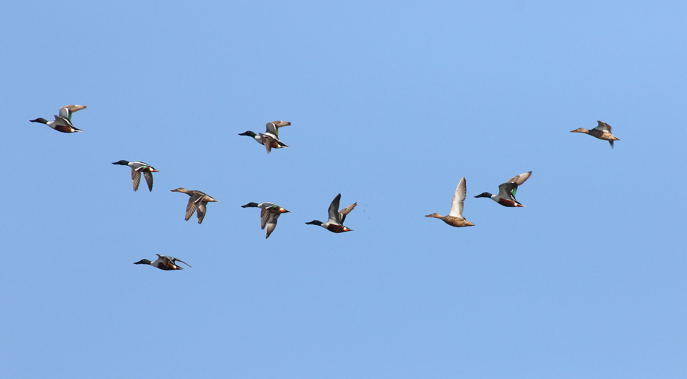 Ducks in flight