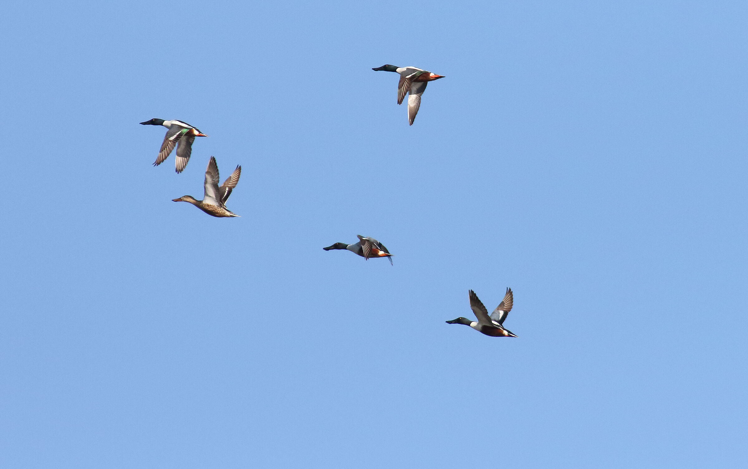 Ducks in flight