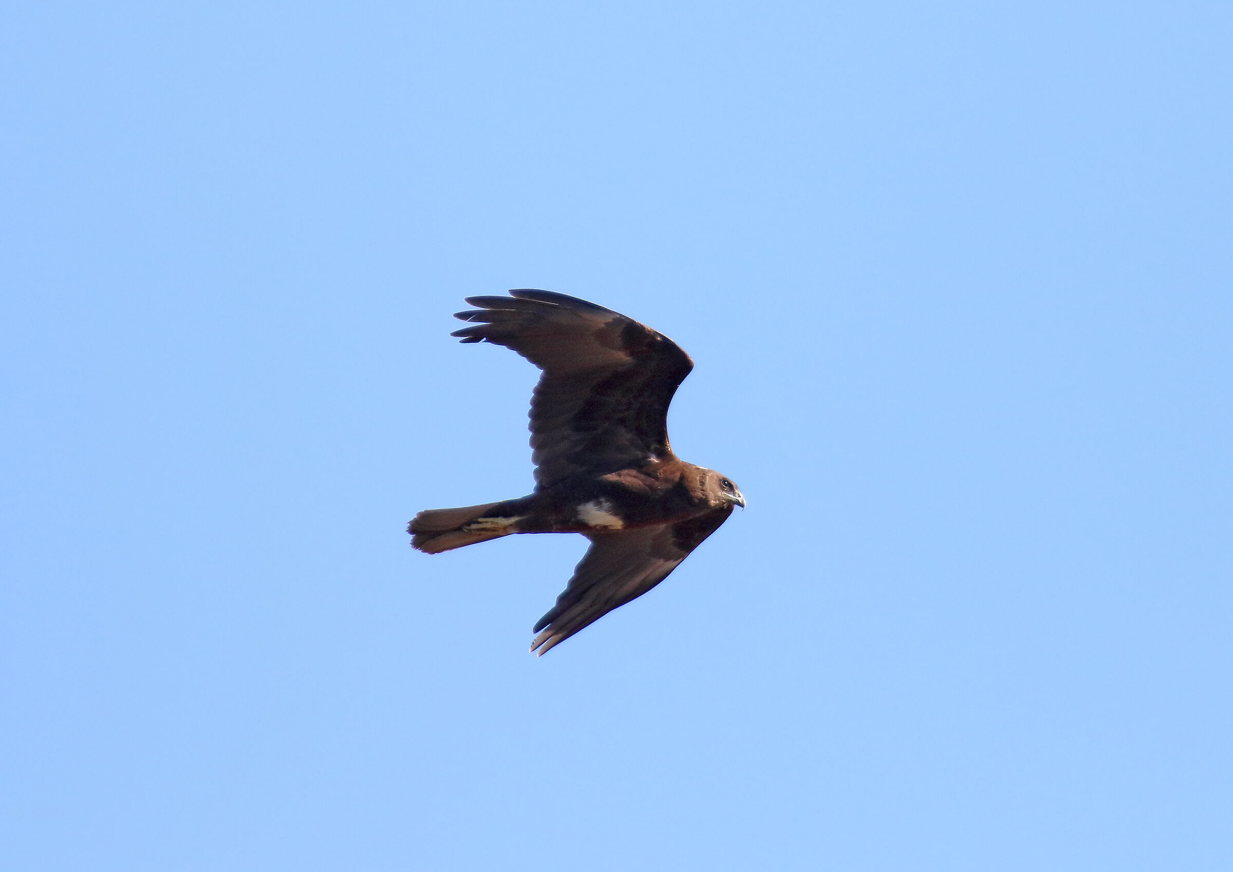 Hawk in flight