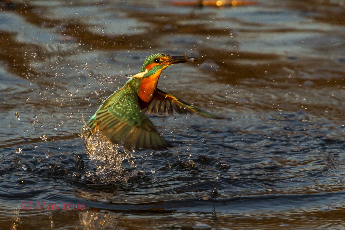 .. il Re ha vinto ancora ...