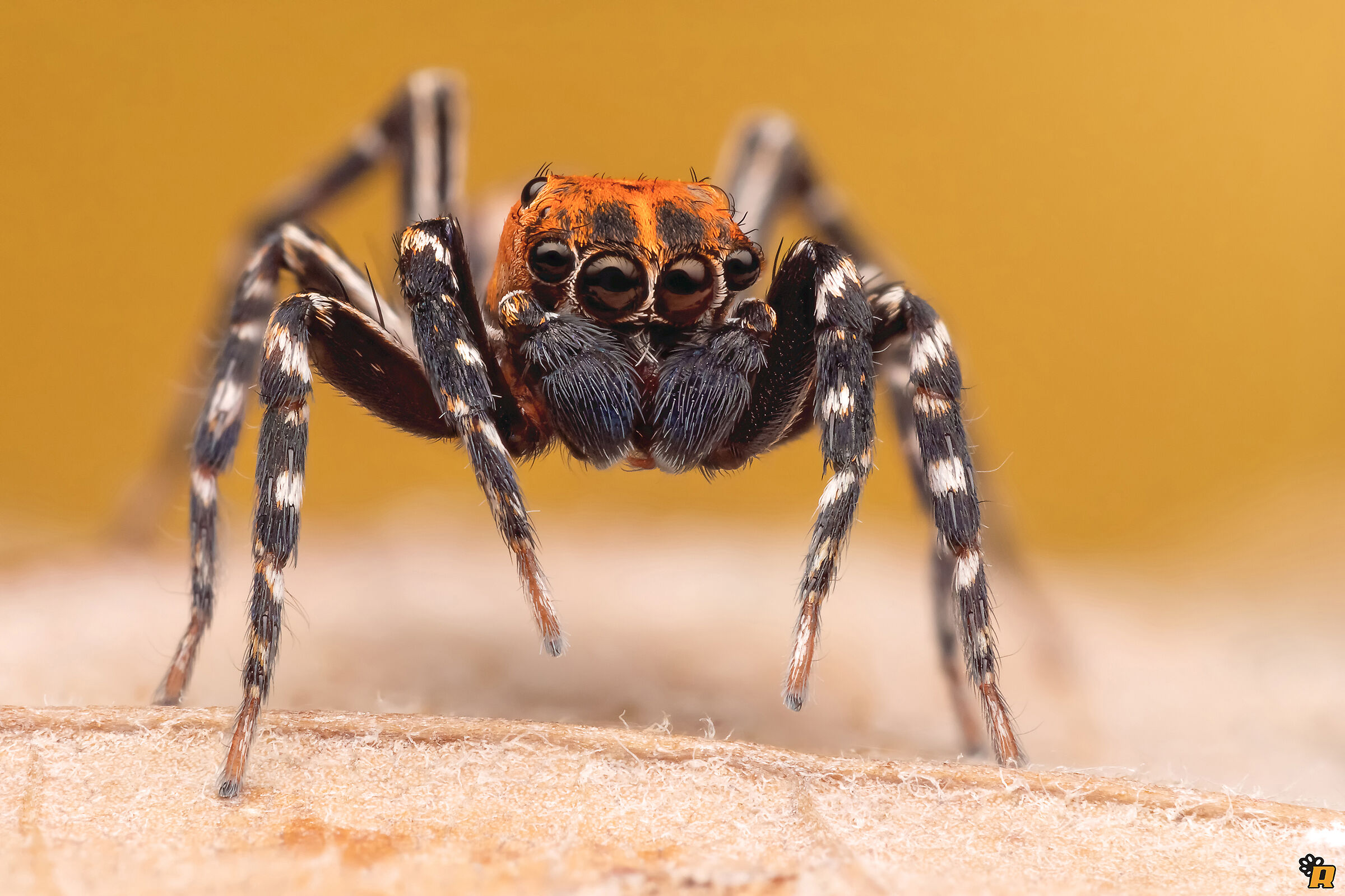 Cyrba algerina maschio adulto